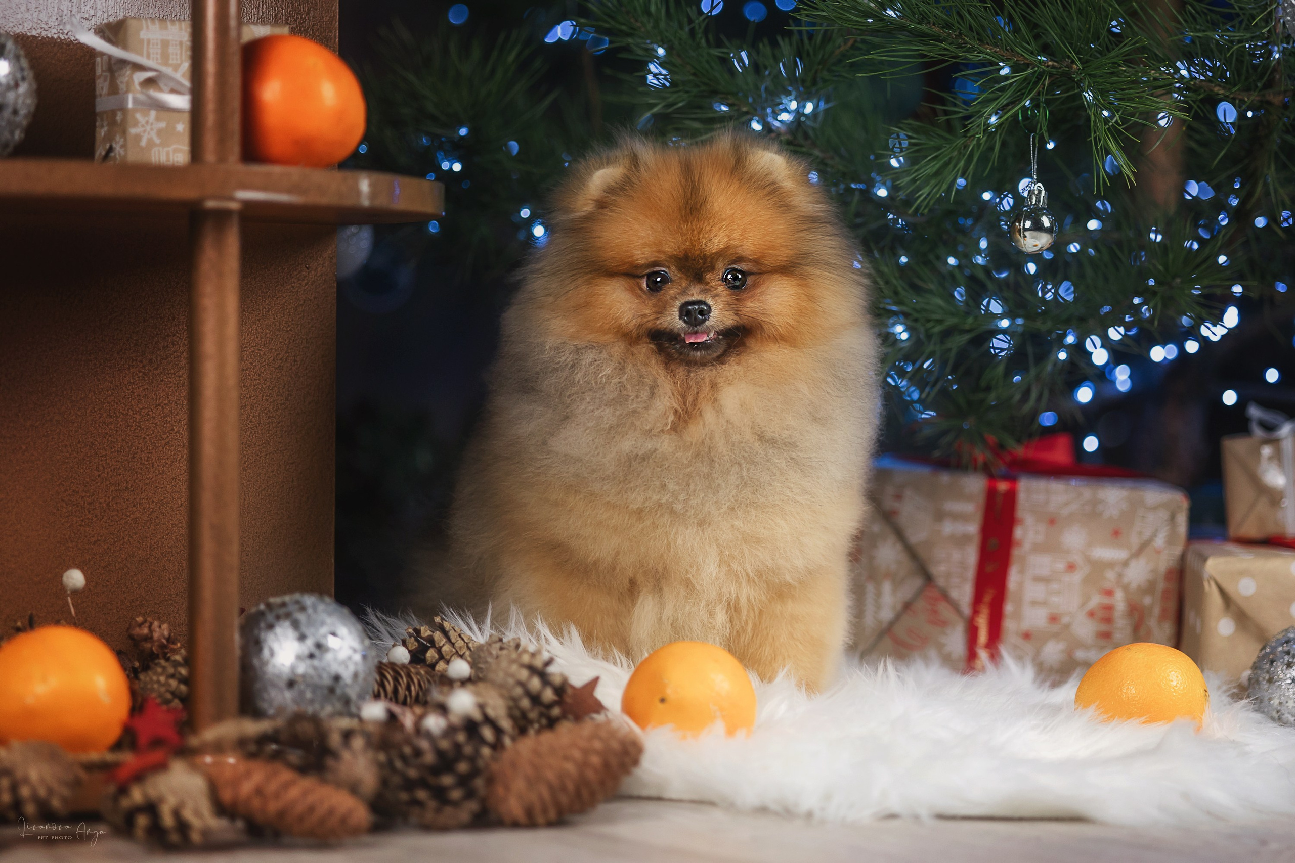 Фотодень_1 2025. Фотограф анималист Аня Ливанова | Рыбинск