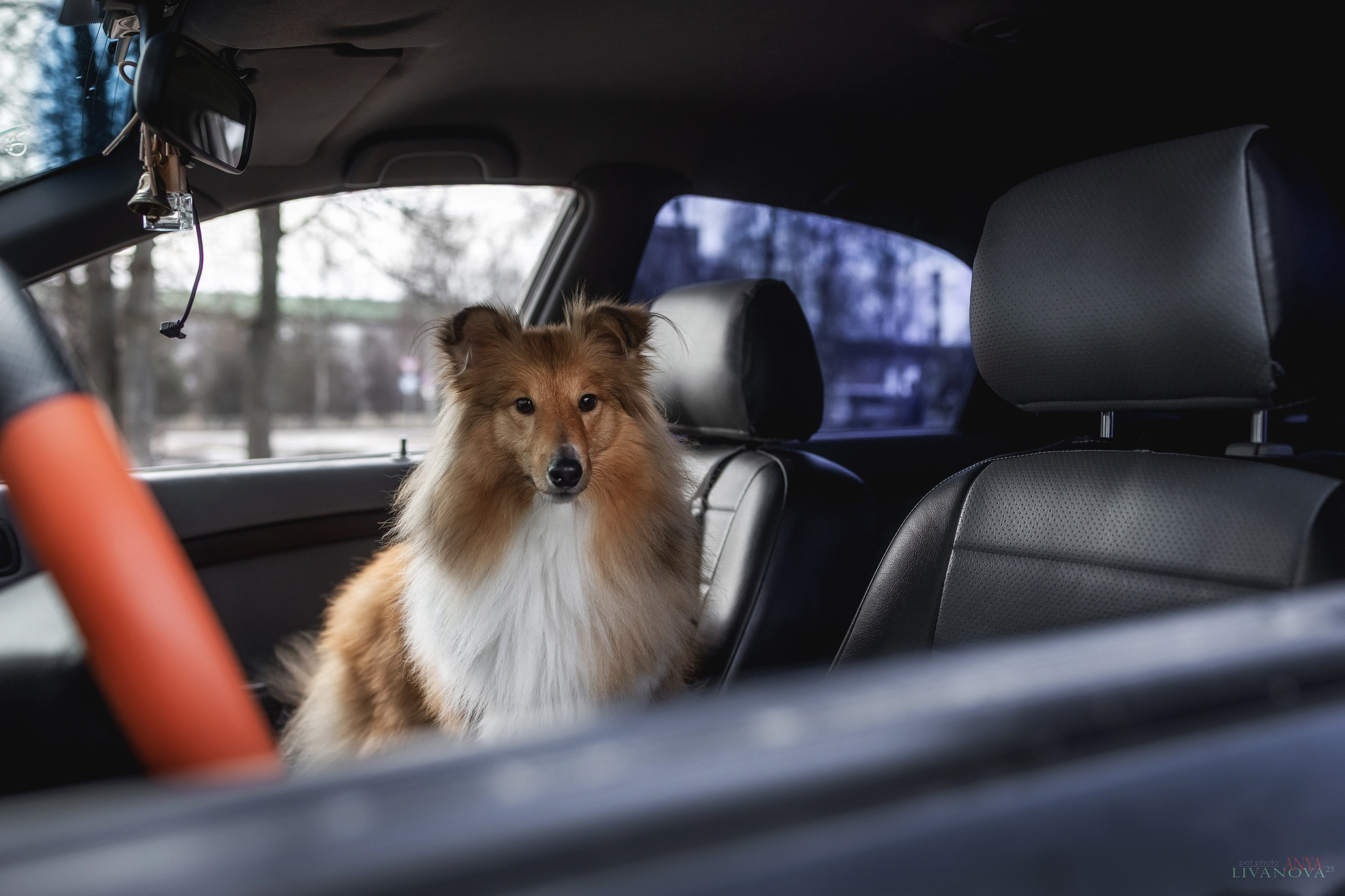 Ника. Фотограф анималист Аня Ливанова | Рыбинск