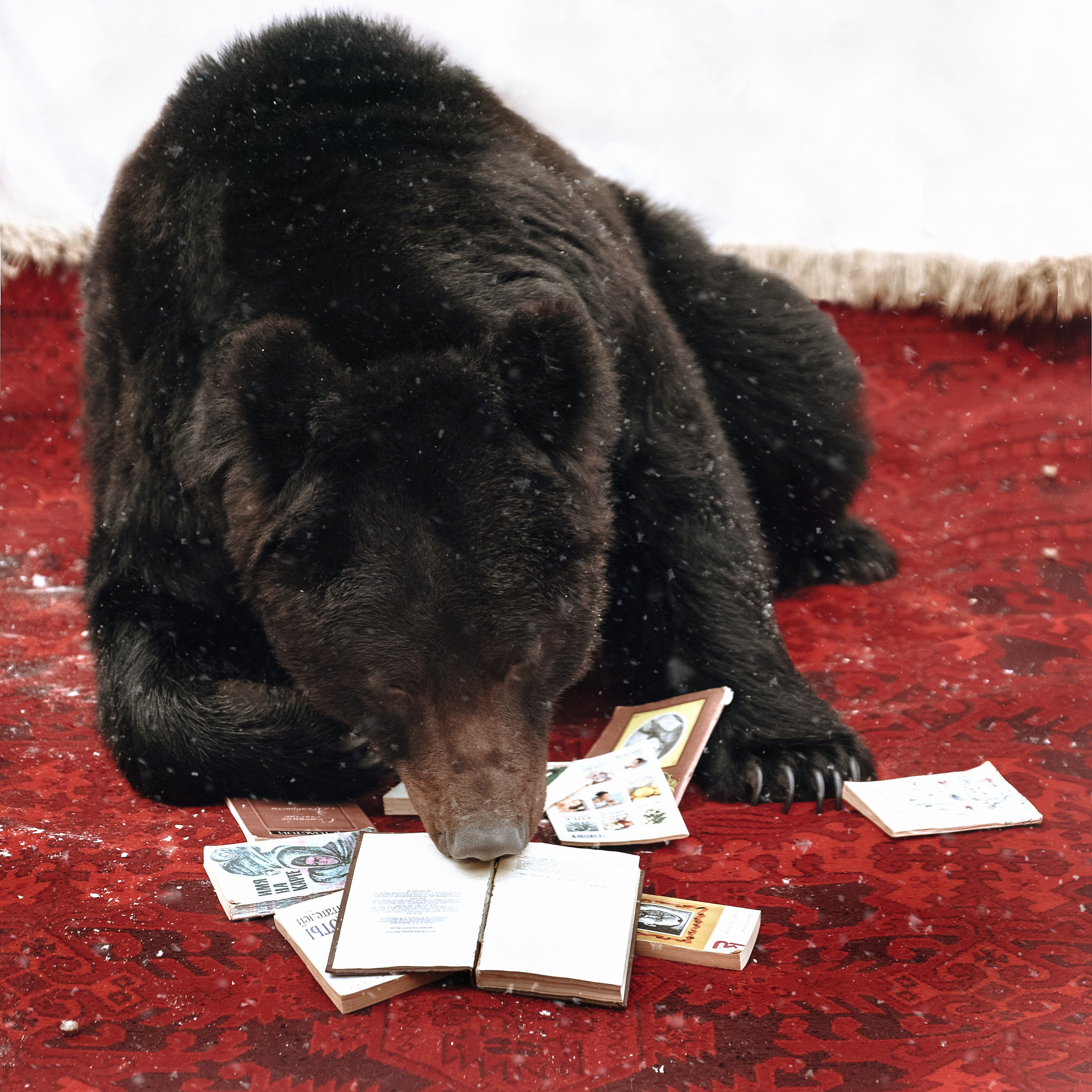 Медвежьи истории / Bearish stories. Visual artist Olga Burmistrova