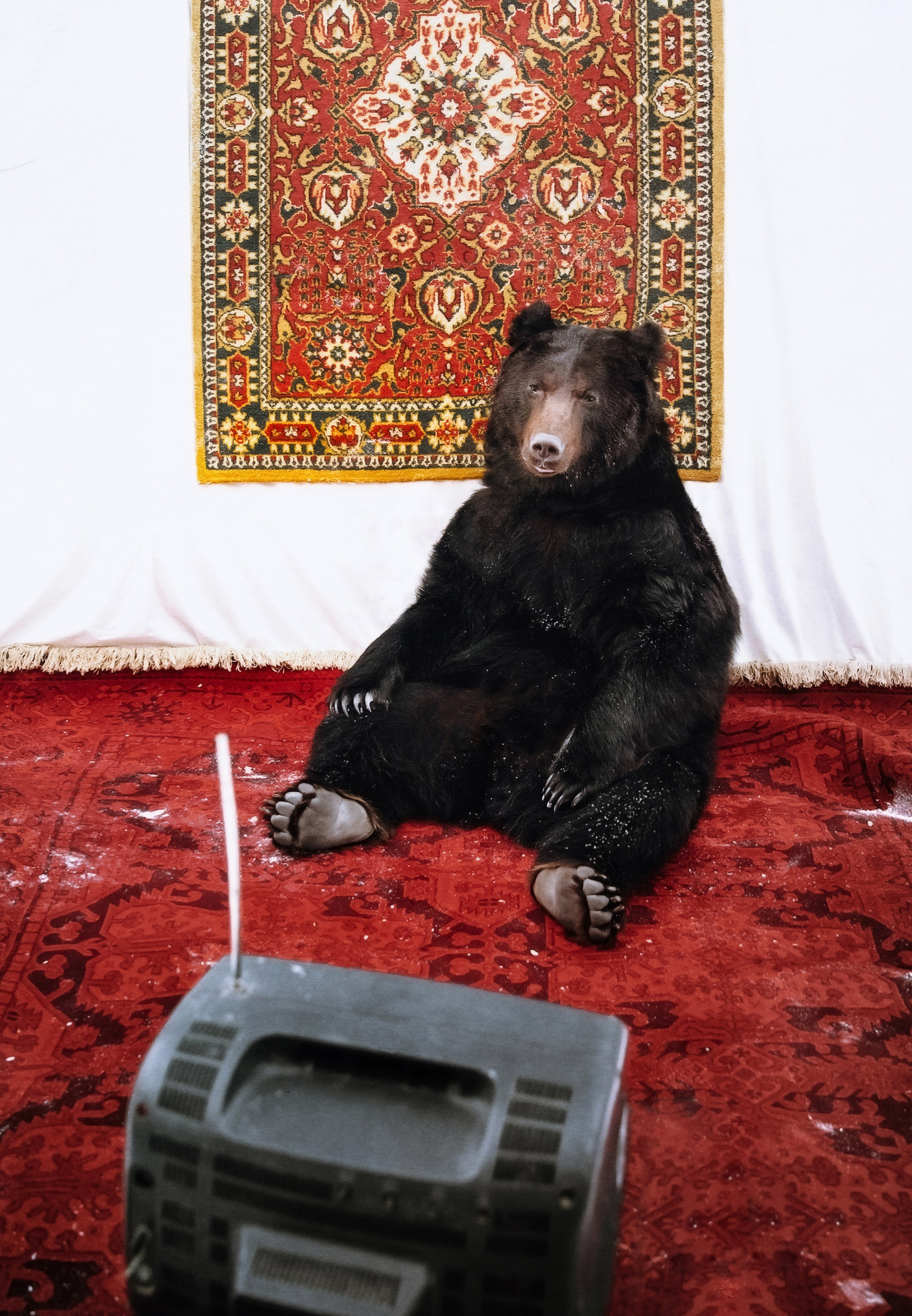 Медвежьи истории / Bearish stories. Visual artist Olga Burmistrova