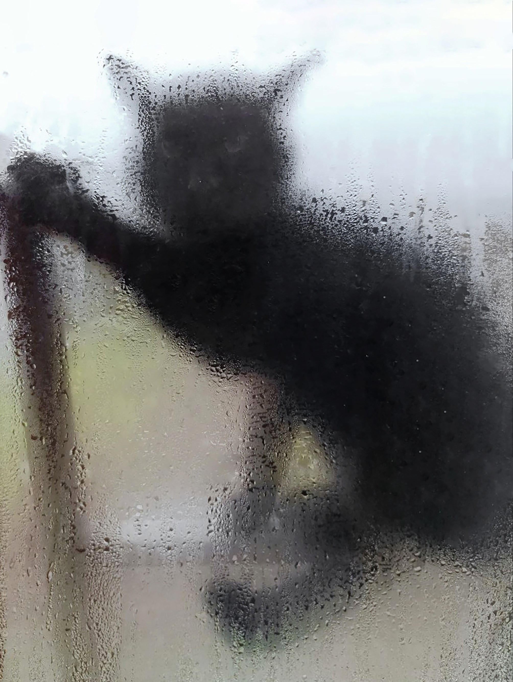 Animals and pets. Visual artist Olga Burmistrova