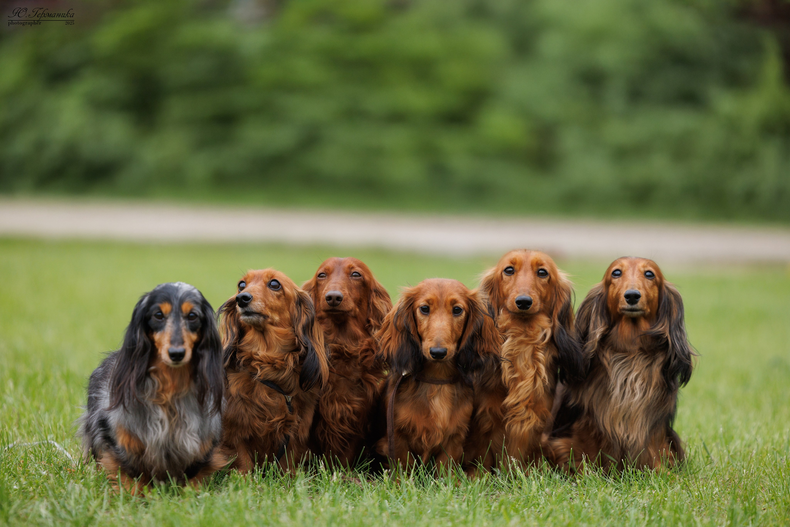 Суздаль(Владимир)17-18.05.2025. Фотограф-анималист Юлия Германика