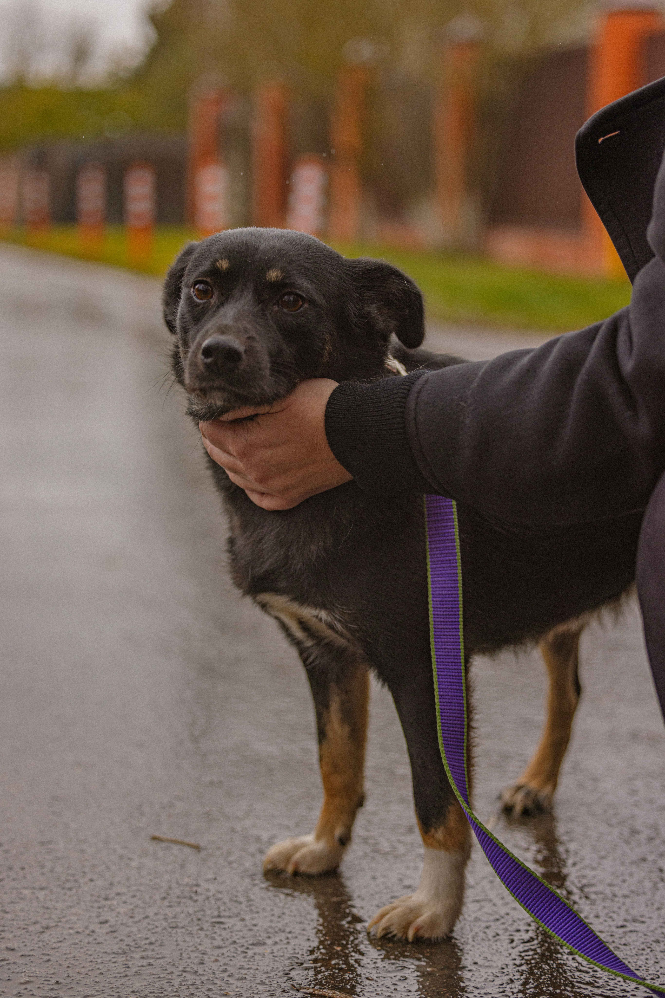 Передержка. Фотограф-анималист в Москве Лера Черноног