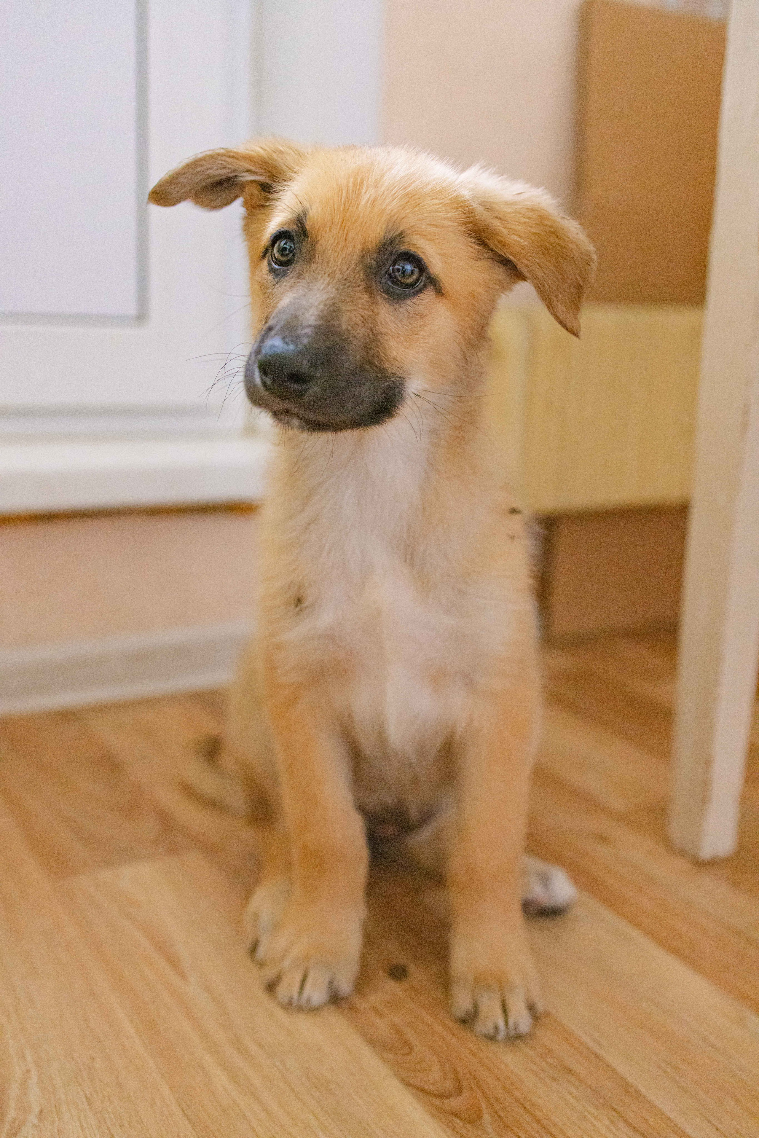 Щеночки на кухне. Фотограф-анималист в Москве Лера Черноног