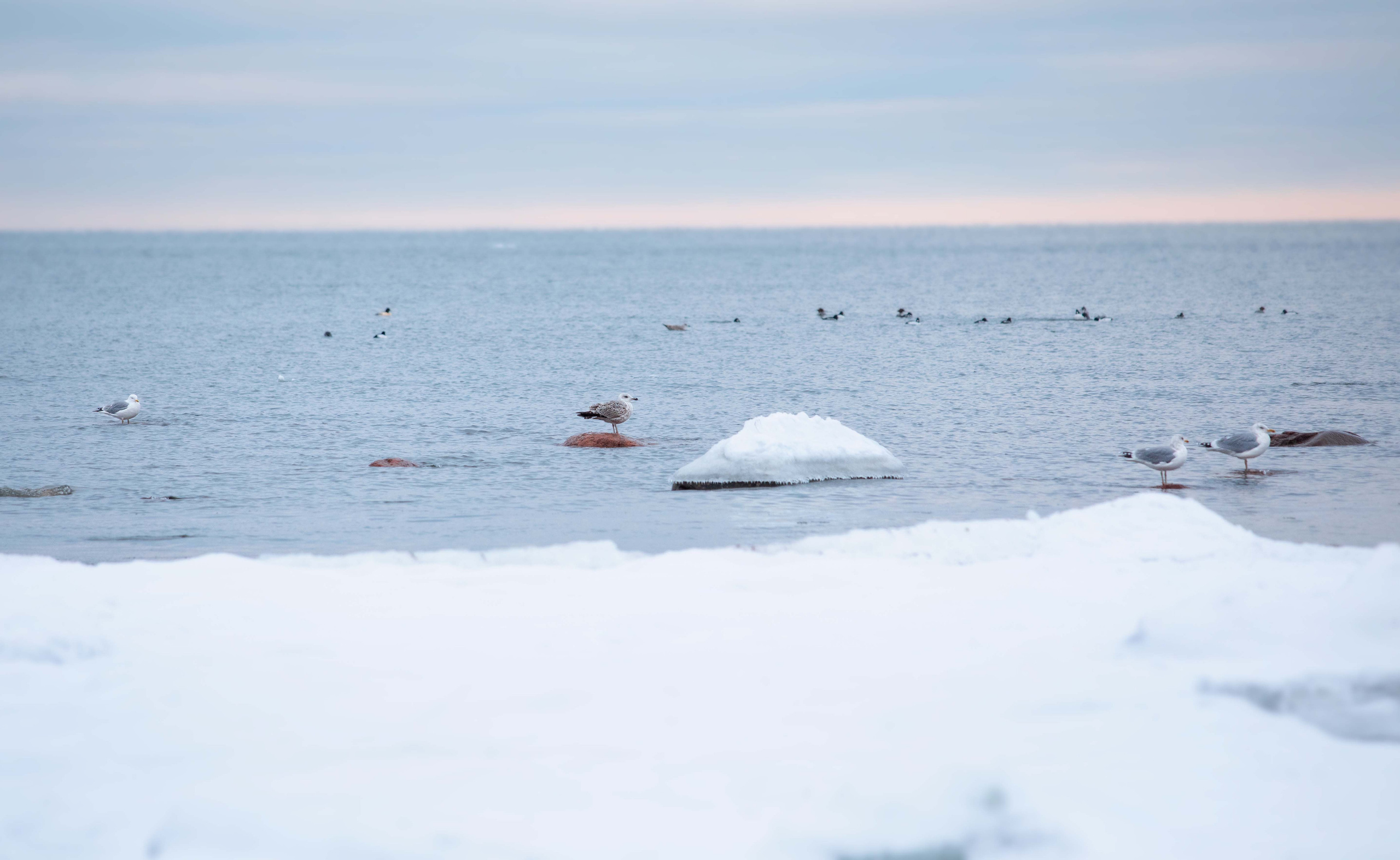 Estonia, Jan 2022. Воройская Анна