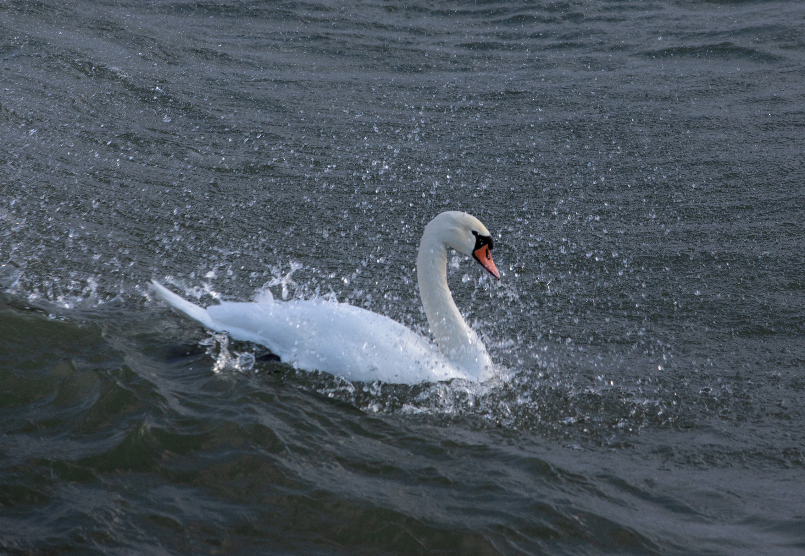 Estonia, Jan 2022. Воройская Анна