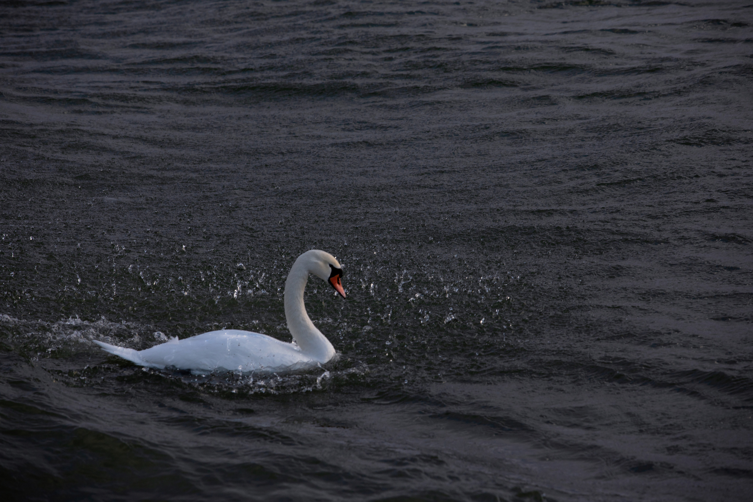 Estonia, Jan 2022. Воройская Анна