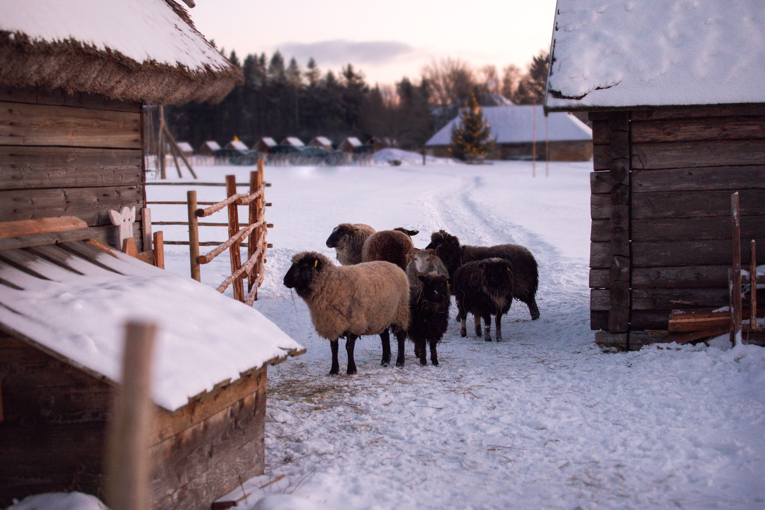 Estonia, Jan 2022. Воройская Анна