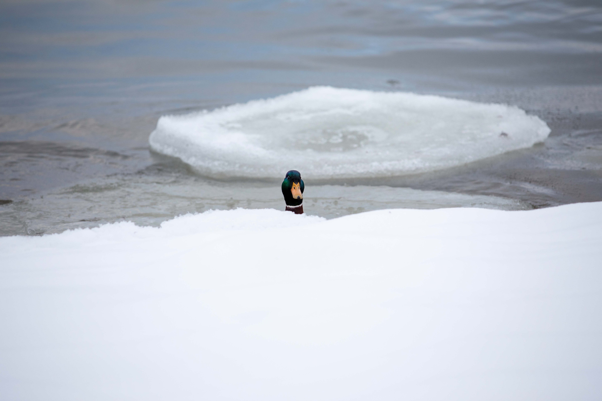 Estonia, Jan 2022. Воройская Анна