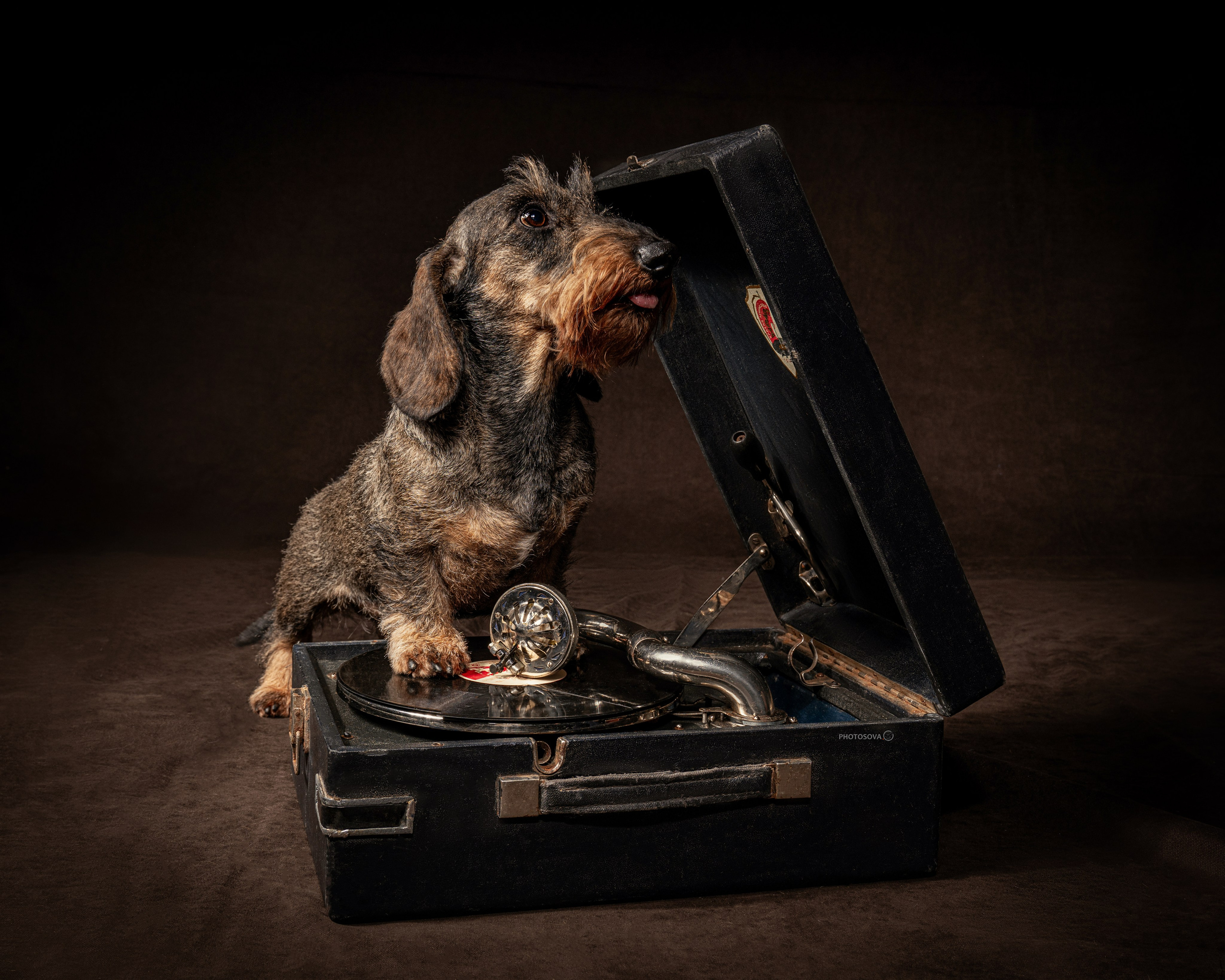 ФОТОПАМЯТЬ ВАШИХ ЭМОЦИЙ. Фотограф-анималист, семейный фотограф в Москве и Подмосковье. Фотосъёмка кинологических дисциплин