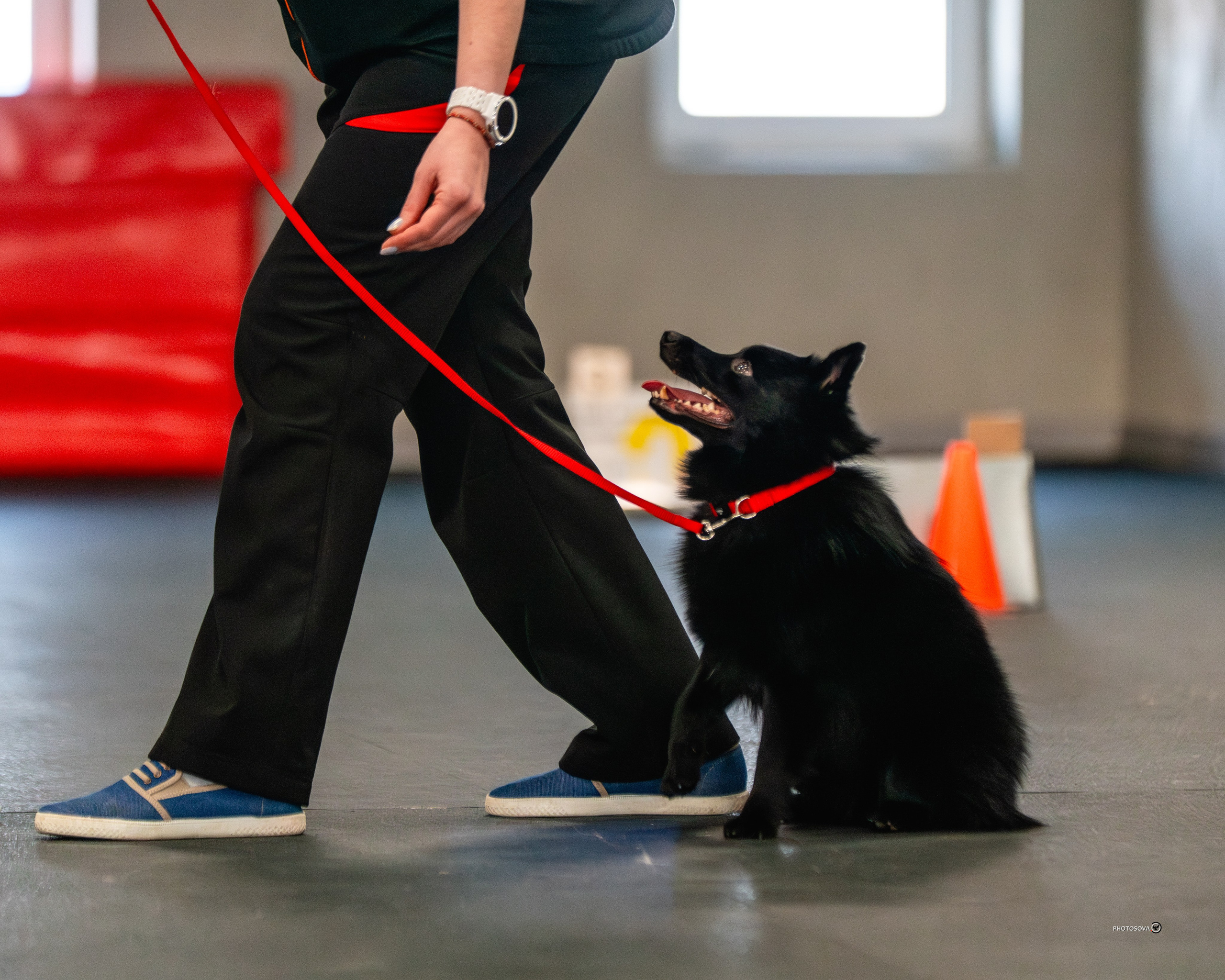 ТЫ И Я (соревнования по ралли-обидиенс). Фотограф-анималист, семейный фотограф в Москве и Подмосковье. Фотосъёмка кинологических дисциплин