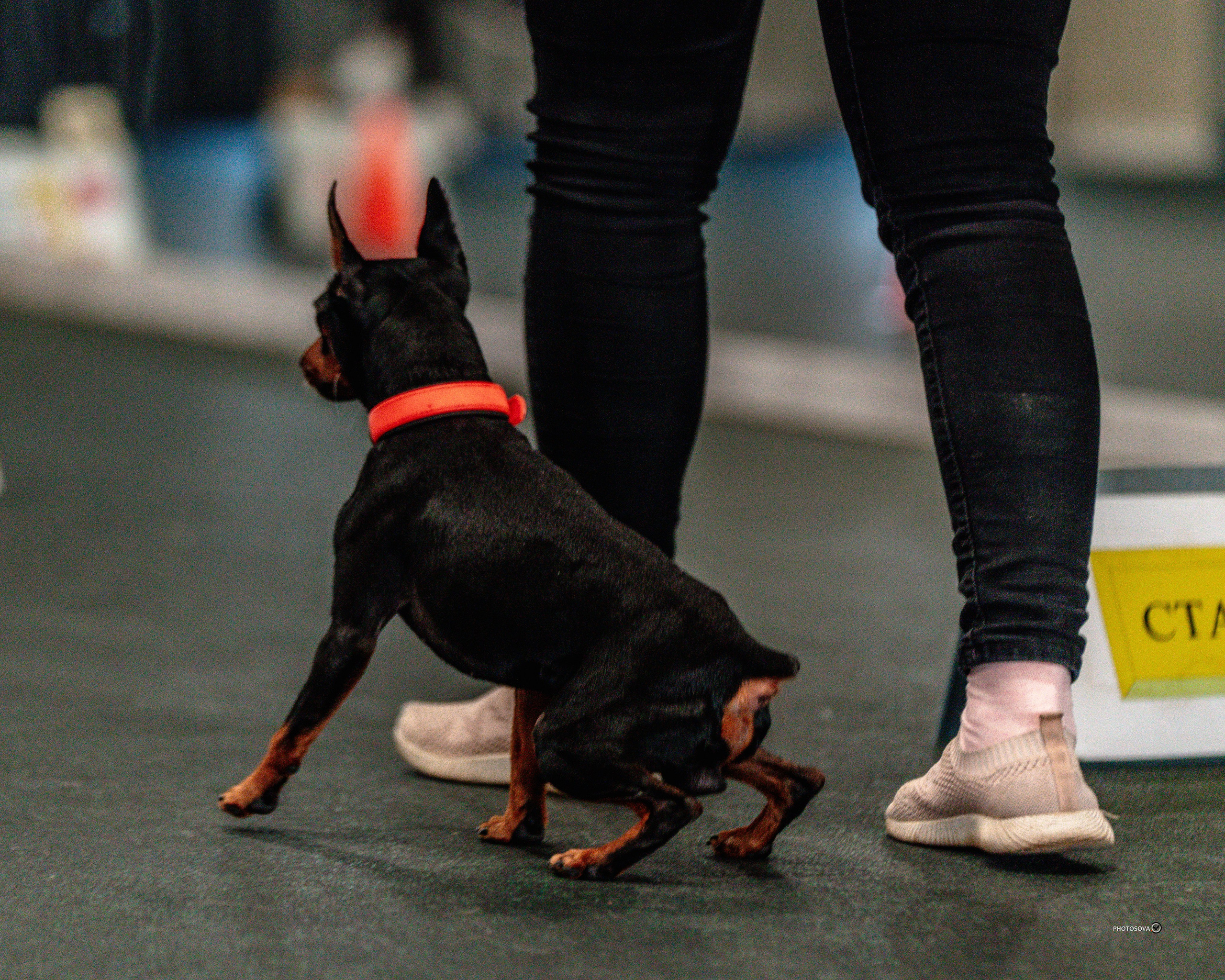 ТЫ И Я (соревнования по ралли-обидиенс). Фотограф-анималист, семейный фотограф в Москве и Подмосковье. Фотосъёмка кинологических дисциплин