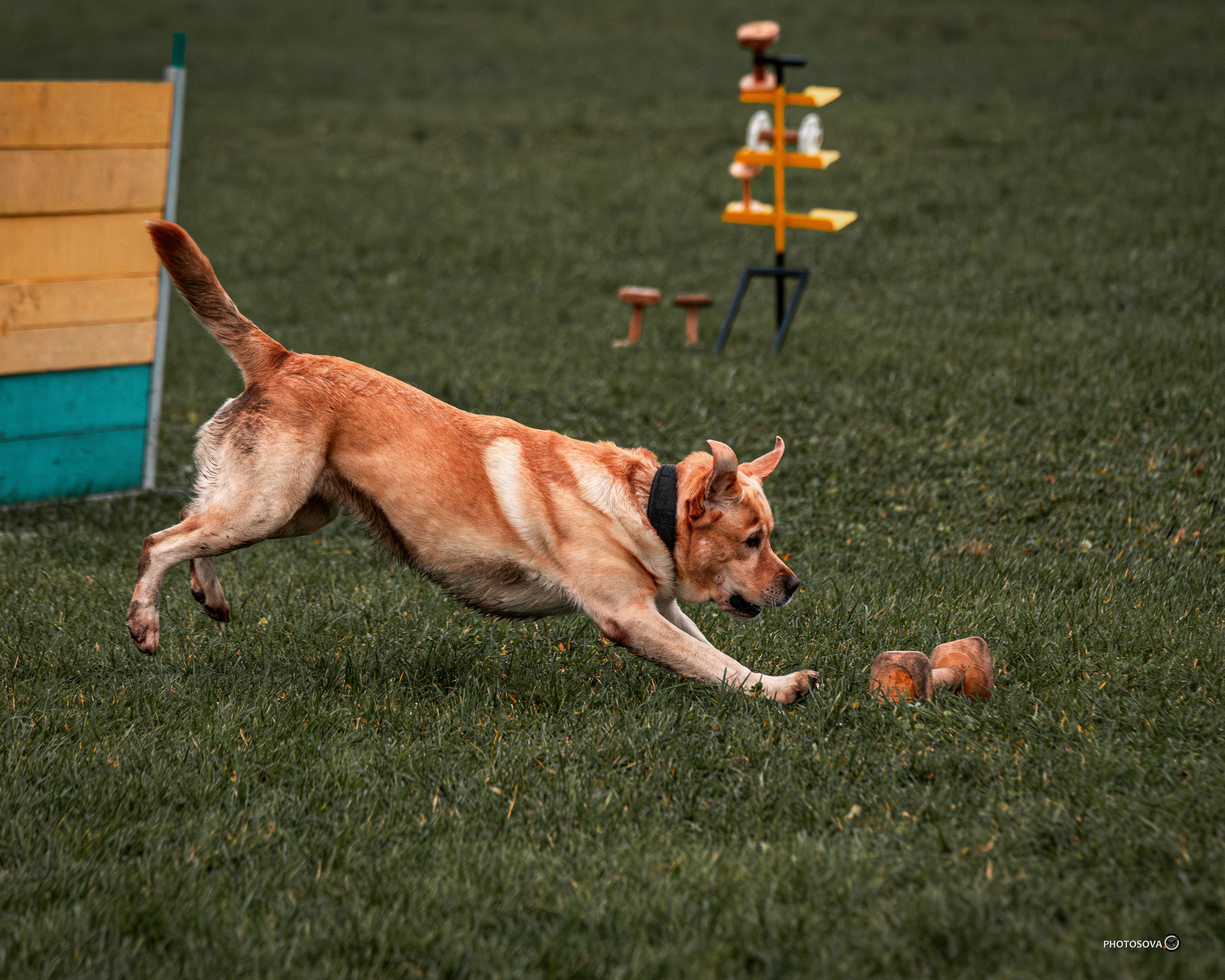 МЫ — КОМАНДА (соревнования) OKD, BH, IBGH, IGP. Фотограф-анималист, семейный фотограф в Москве и Подмосковье. Фотосъёмка кинологических дисциплин