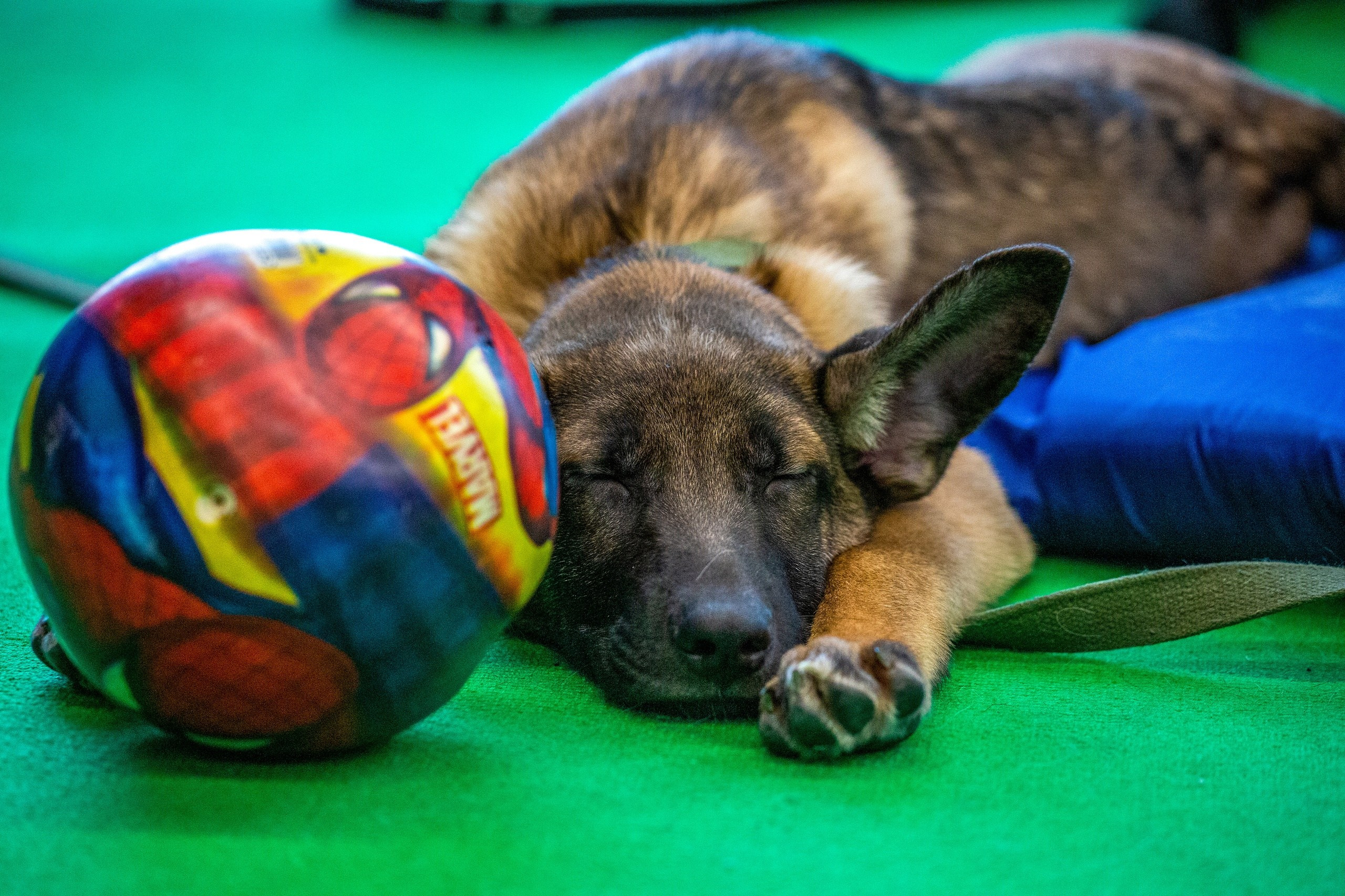 Собаки. Портреты. Irenephoto.ru