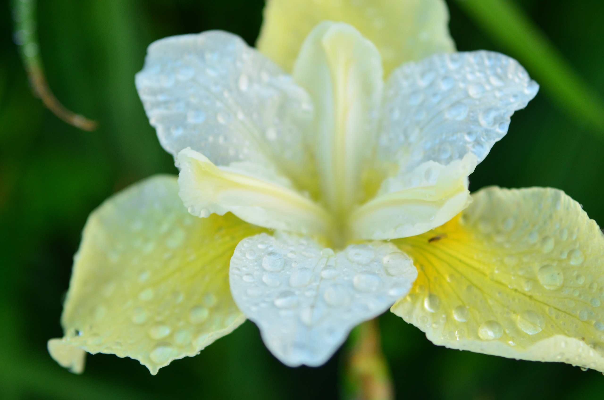 Дары природы. Фотограф viktor viktor