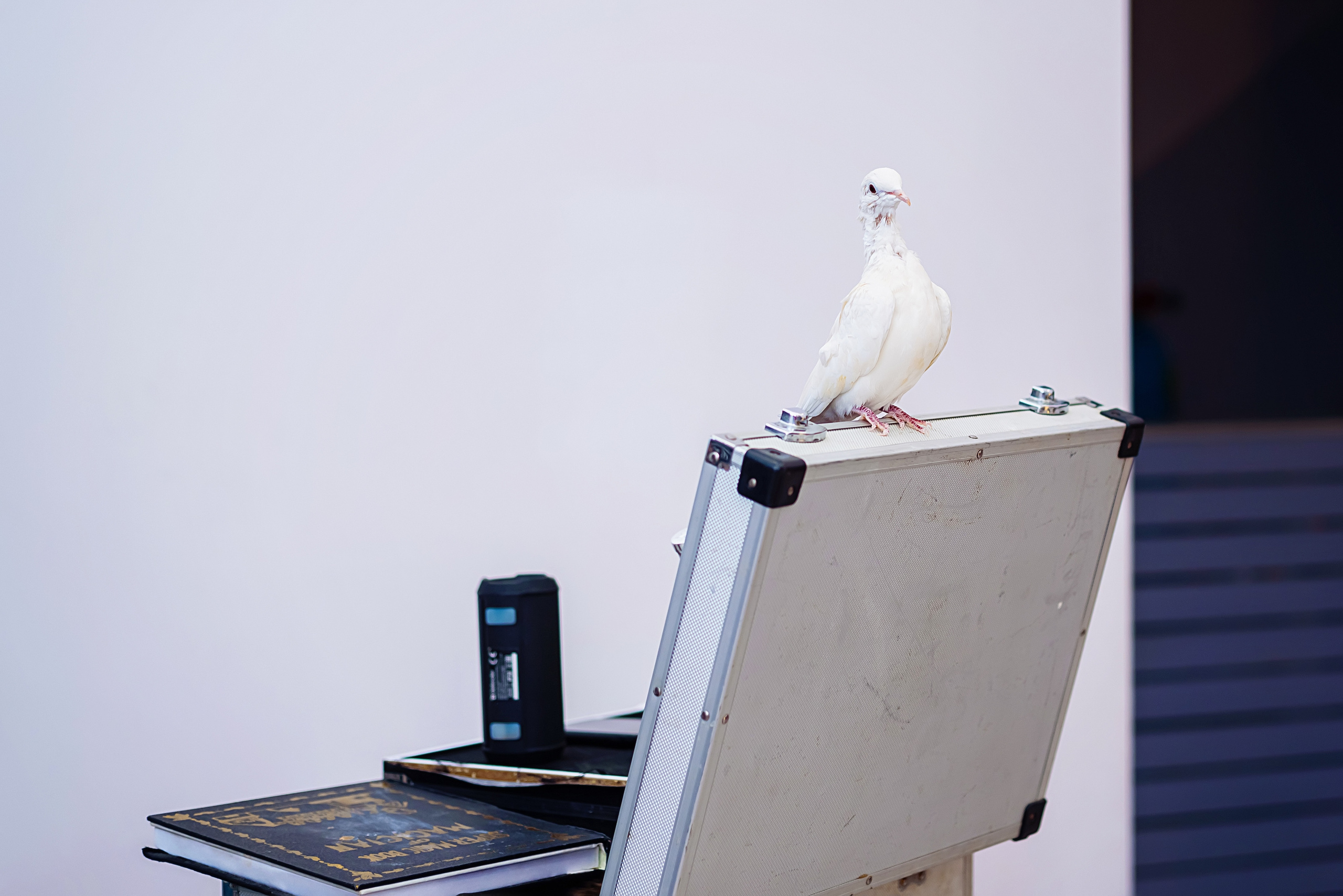 День рождения Мирославы. Детский и семейный фотограф Эльмира Веселова