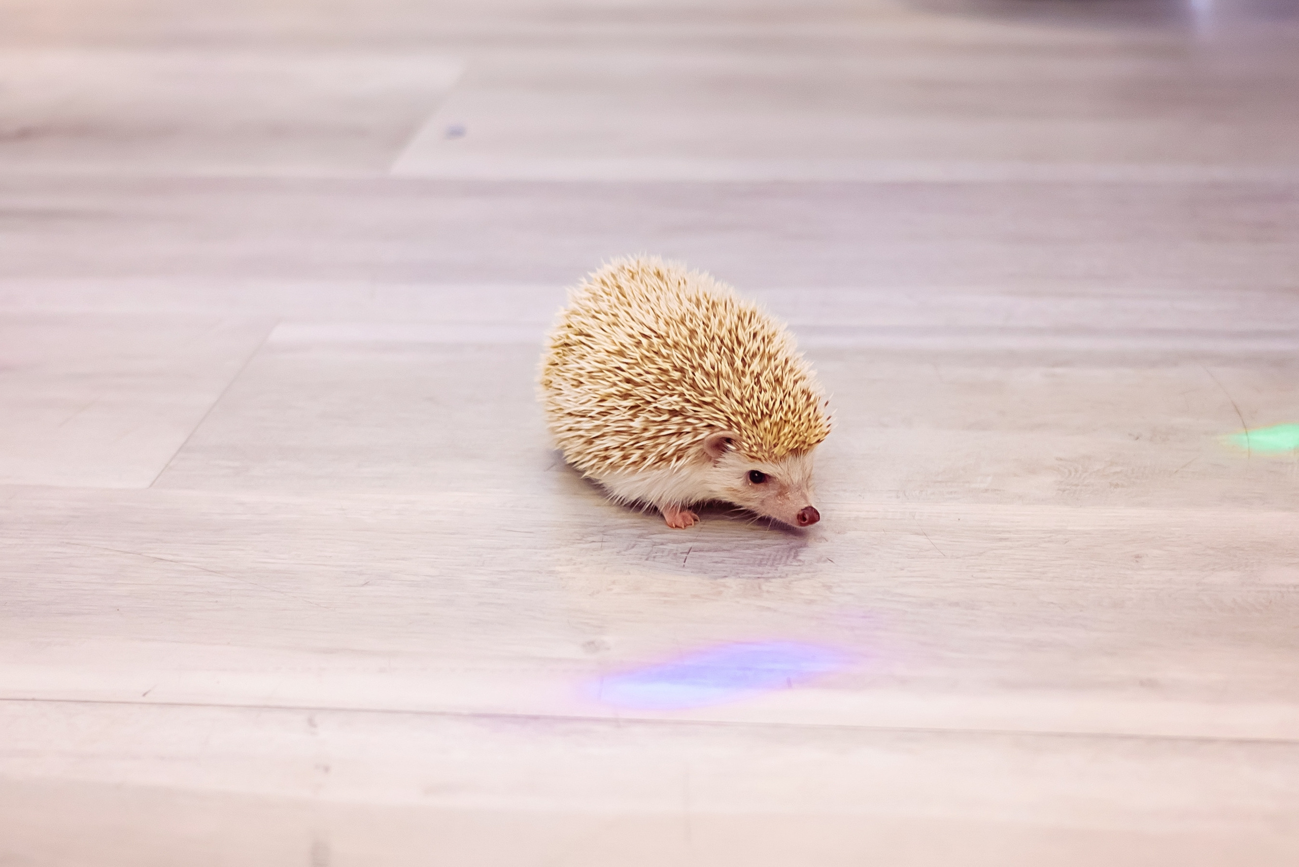 День рождения Златы. Детский и семейный фотограф Эльмира Веселова