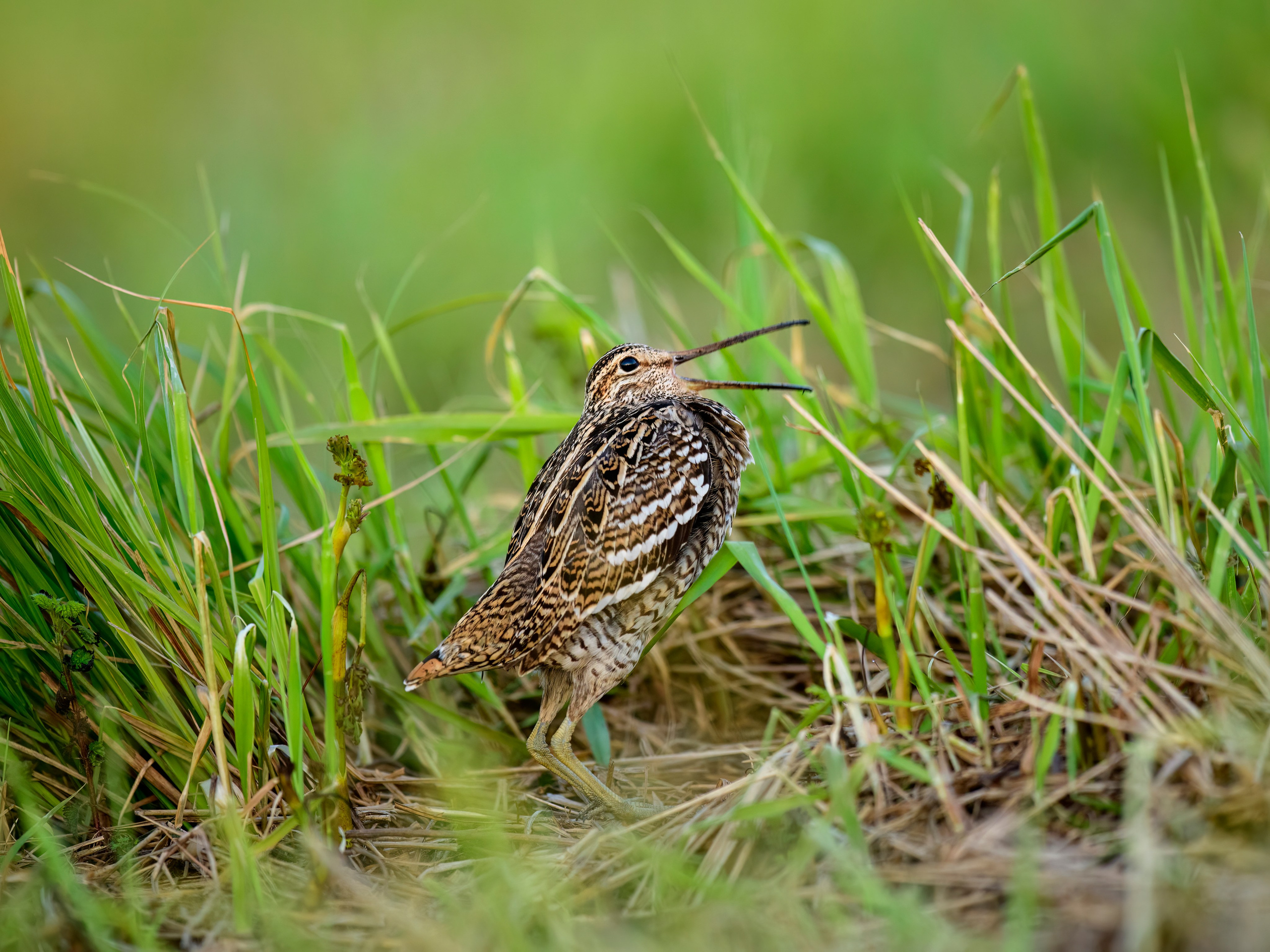 На дупелином току. Фотограф Сергей Пупонин