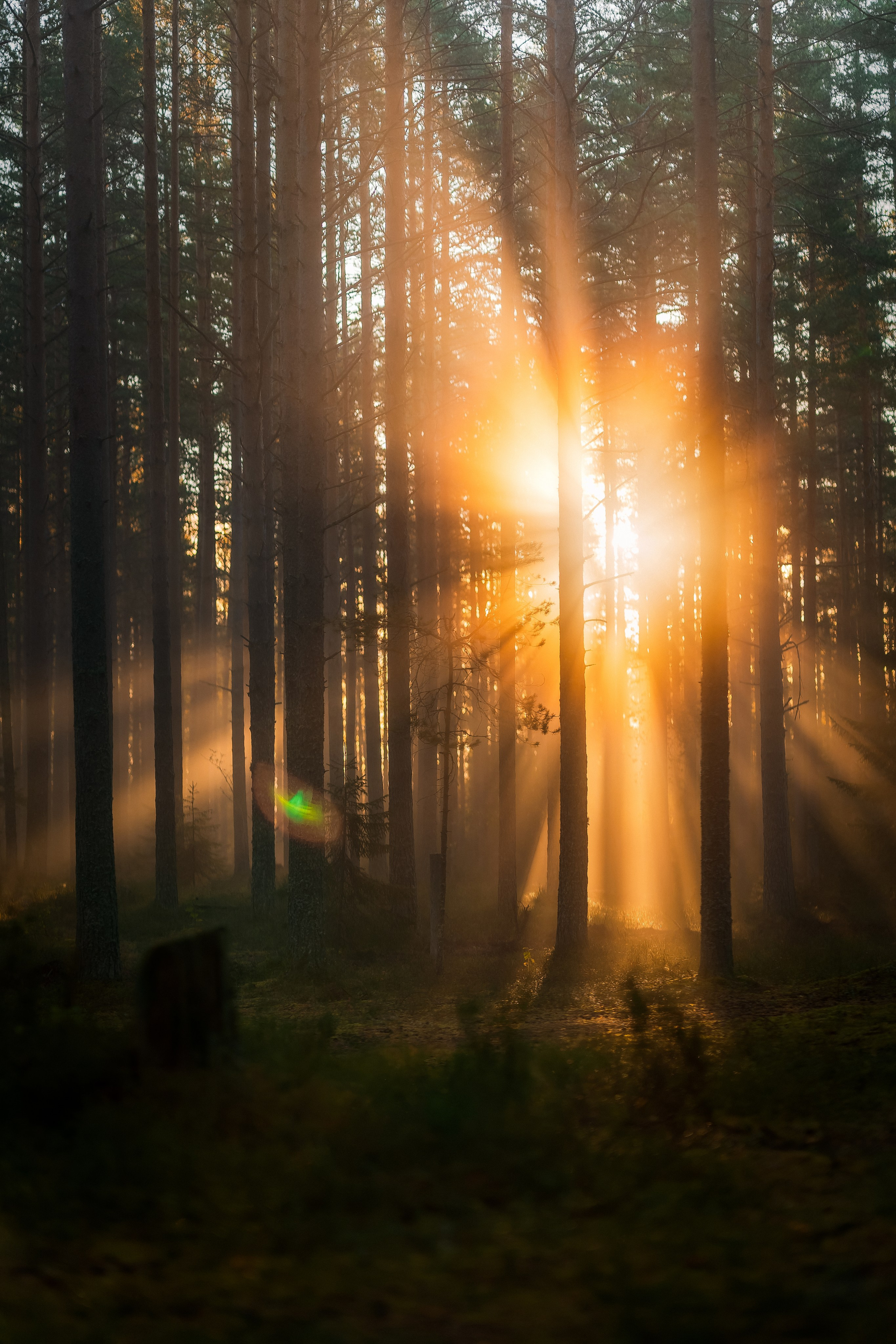 Рассвет в осеннем лесу, Карелия. Юля Дэй • Фотограф, Санкт-Петербург
