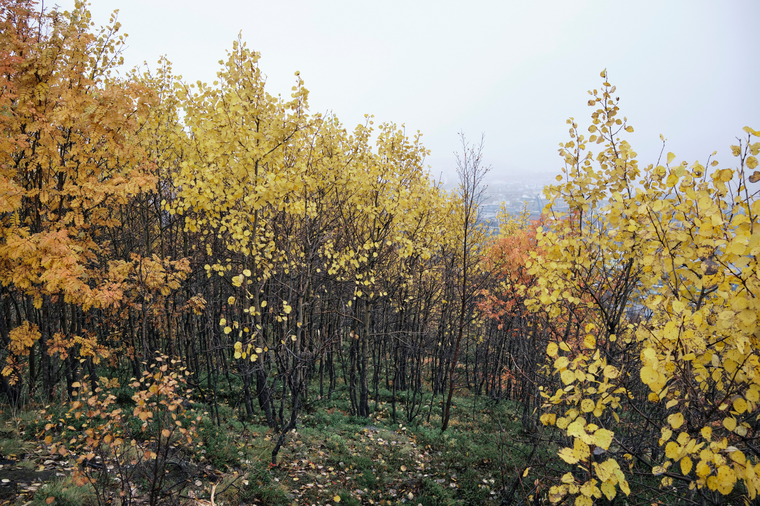 Поездка в Мурманск. Заметки и фото. Елена Павленко. Фотограф. Москва