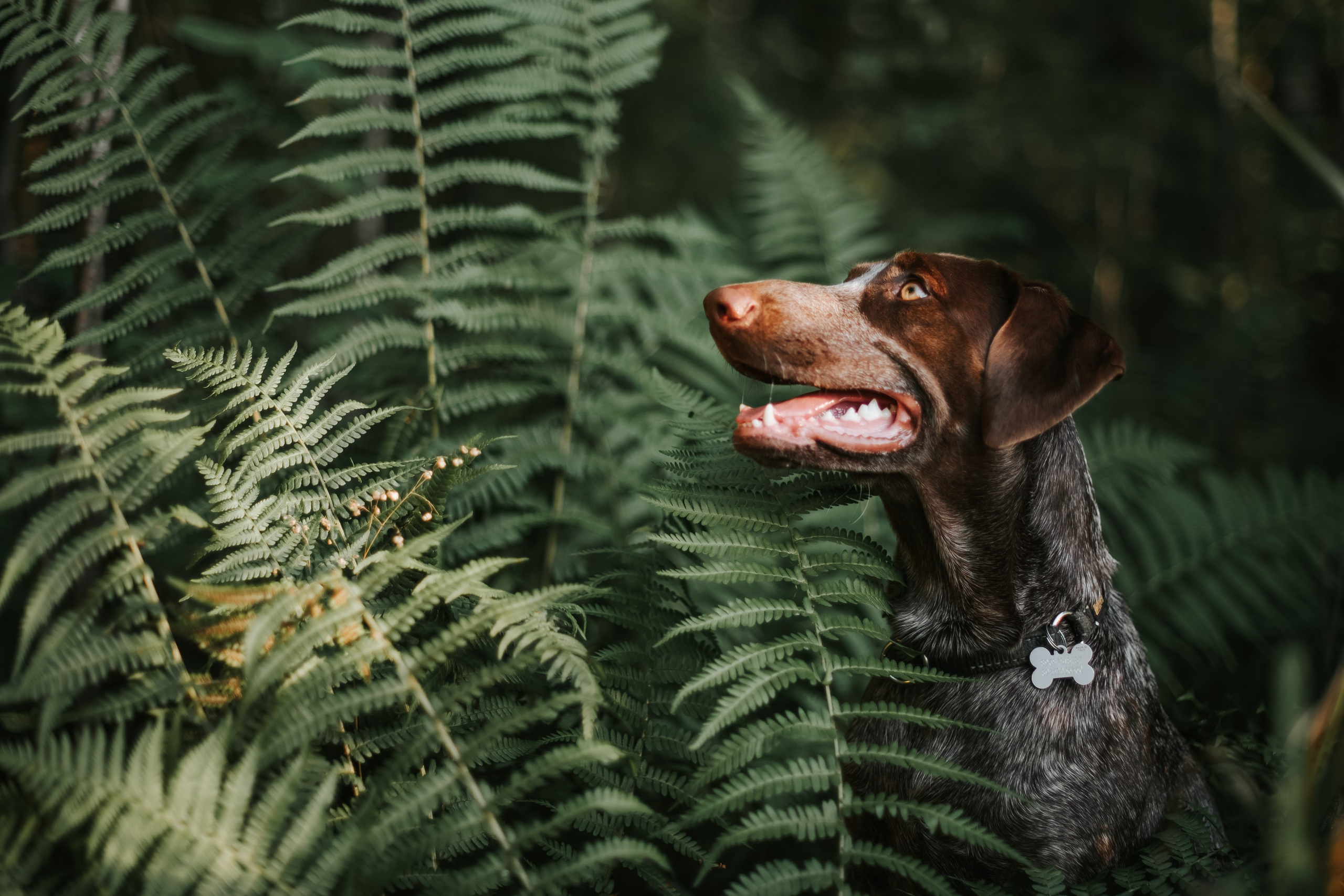 Фотограф-анималист Валерия, Москва, Мытищи