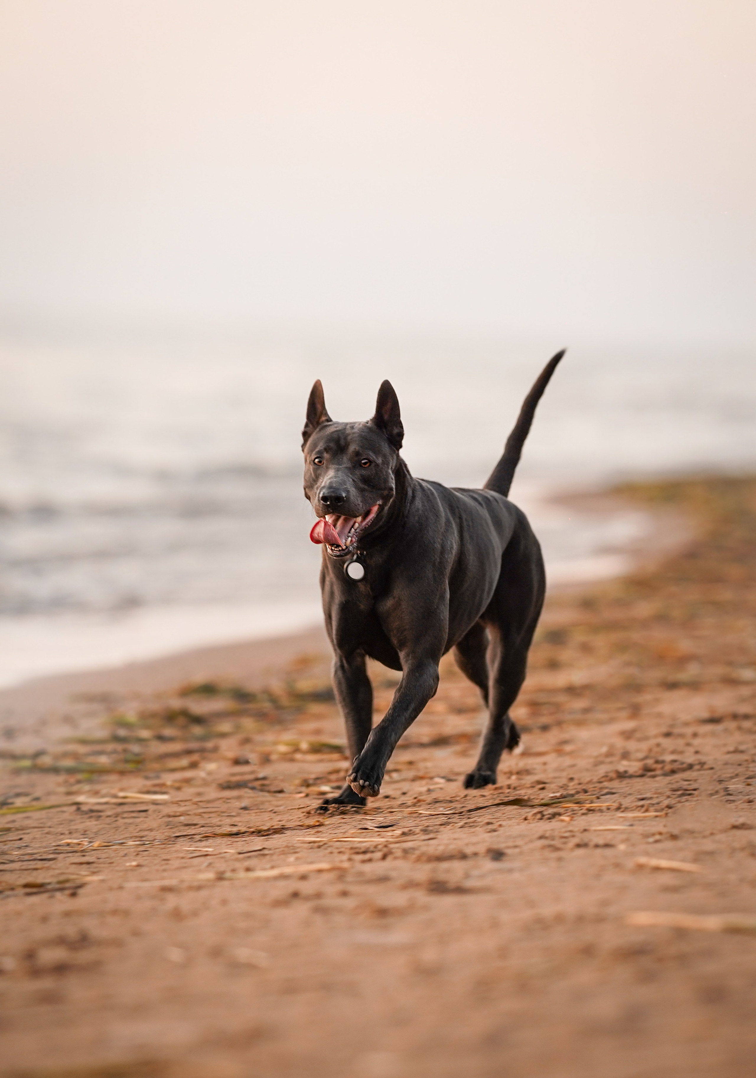 Вероника и Адам. Фотограф-анималист в Санкт-Петербурге Яна Мартынова