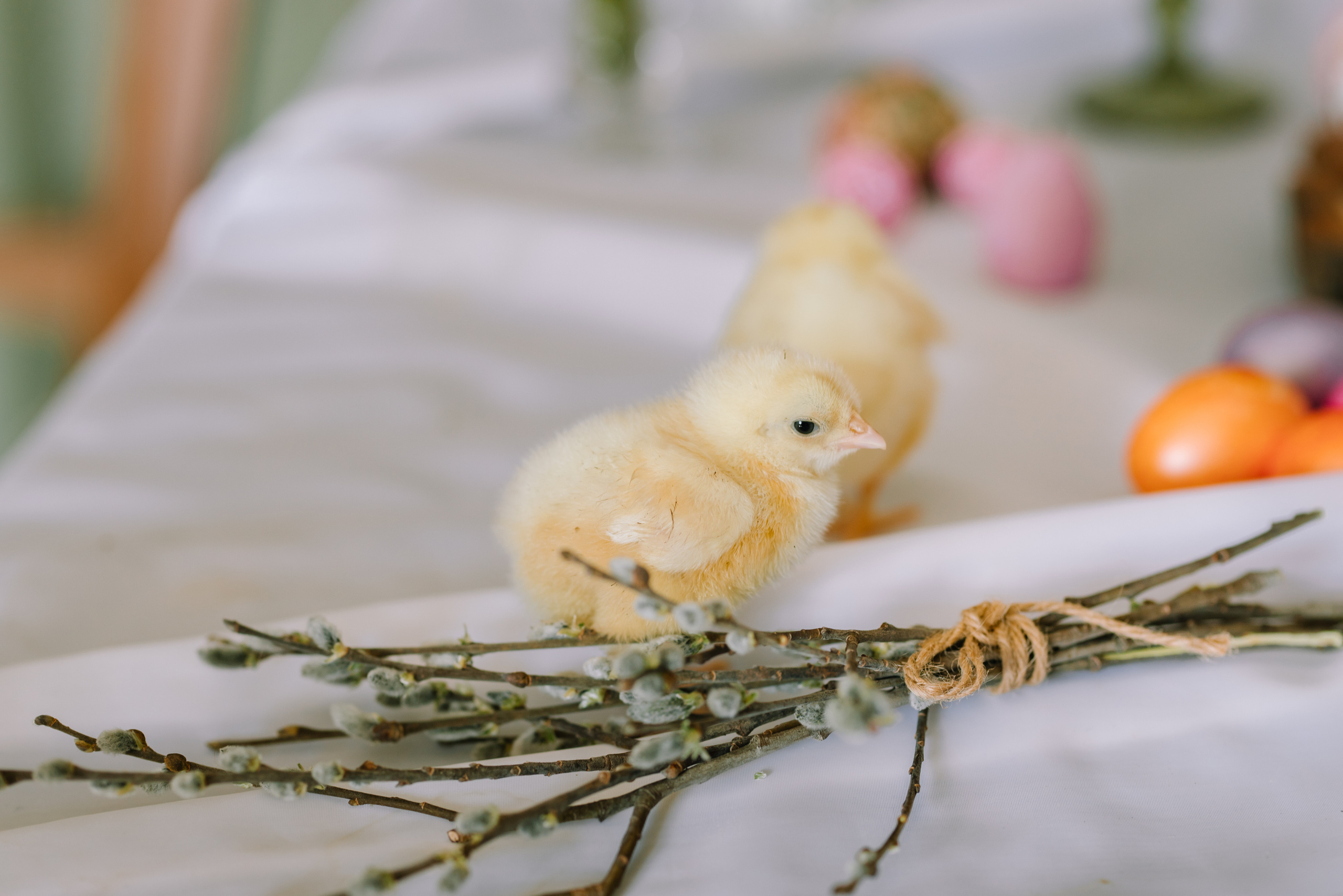 Вовочка. Свадебный и семейный фотограф в Кинеле Евгения Исаева