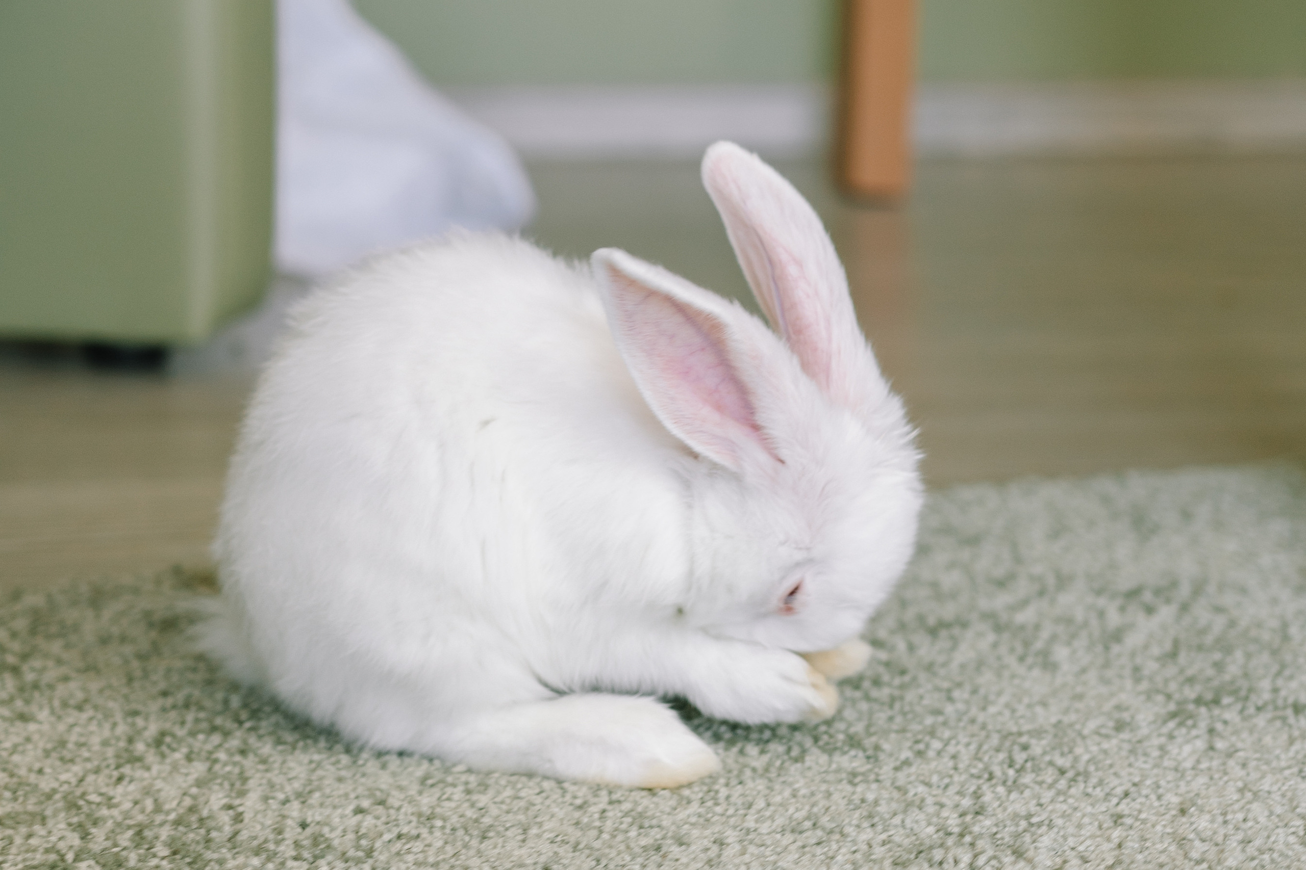 Вовочка. Свадебный и семейный фотограф в Кинеле Евгения Исаева