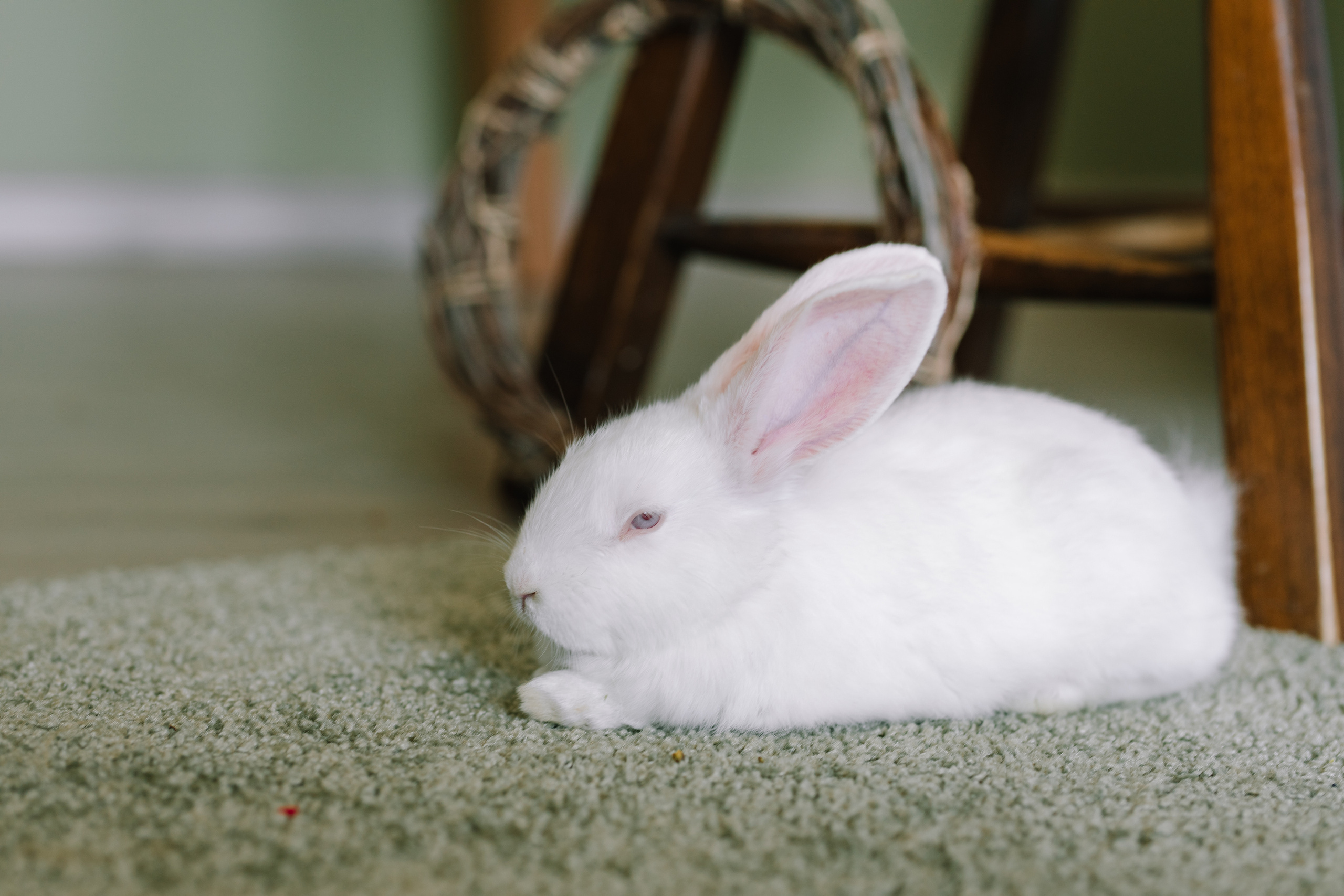 Вовочка. Свадебный и семейный фотограф в Кинеле Евгения Исаева
