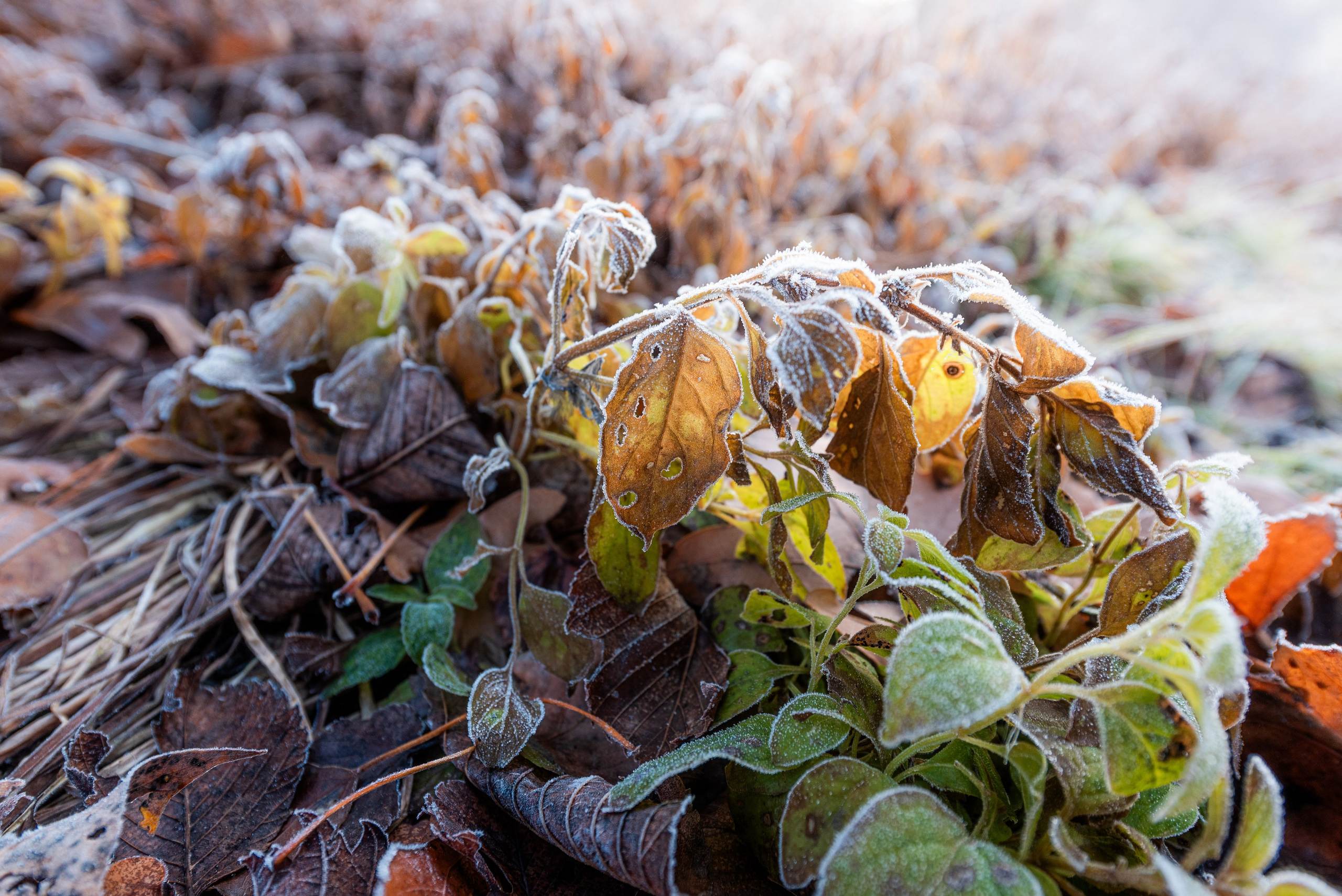 Фотографии утреннего тумана под Волжским. Фотограф в Волгограде и Волжском Александр Горбань