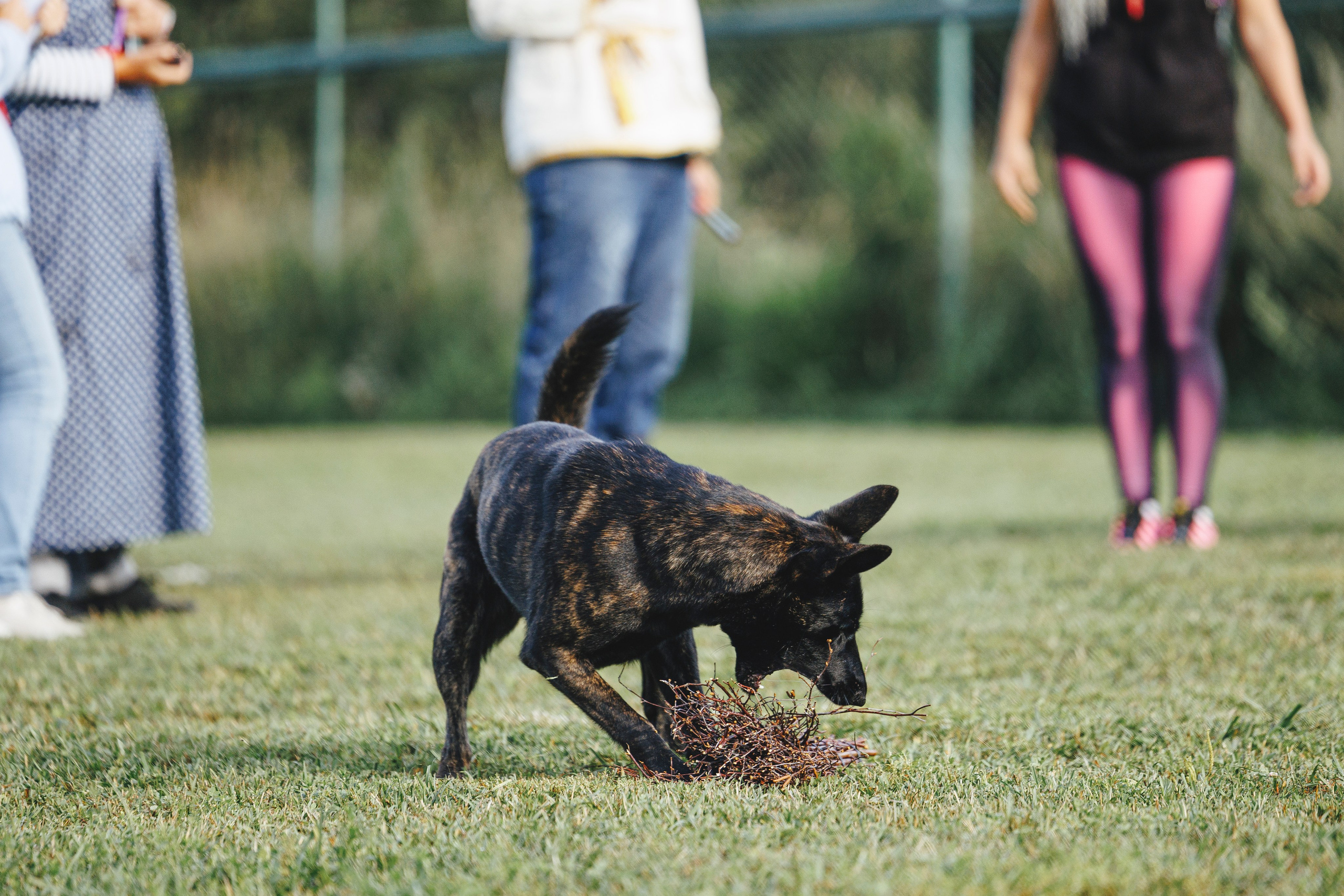 08.08.25-10.08.25 ЧР по мондьорингу г. Вологда. Фотограф-анималист Анна Маринич
