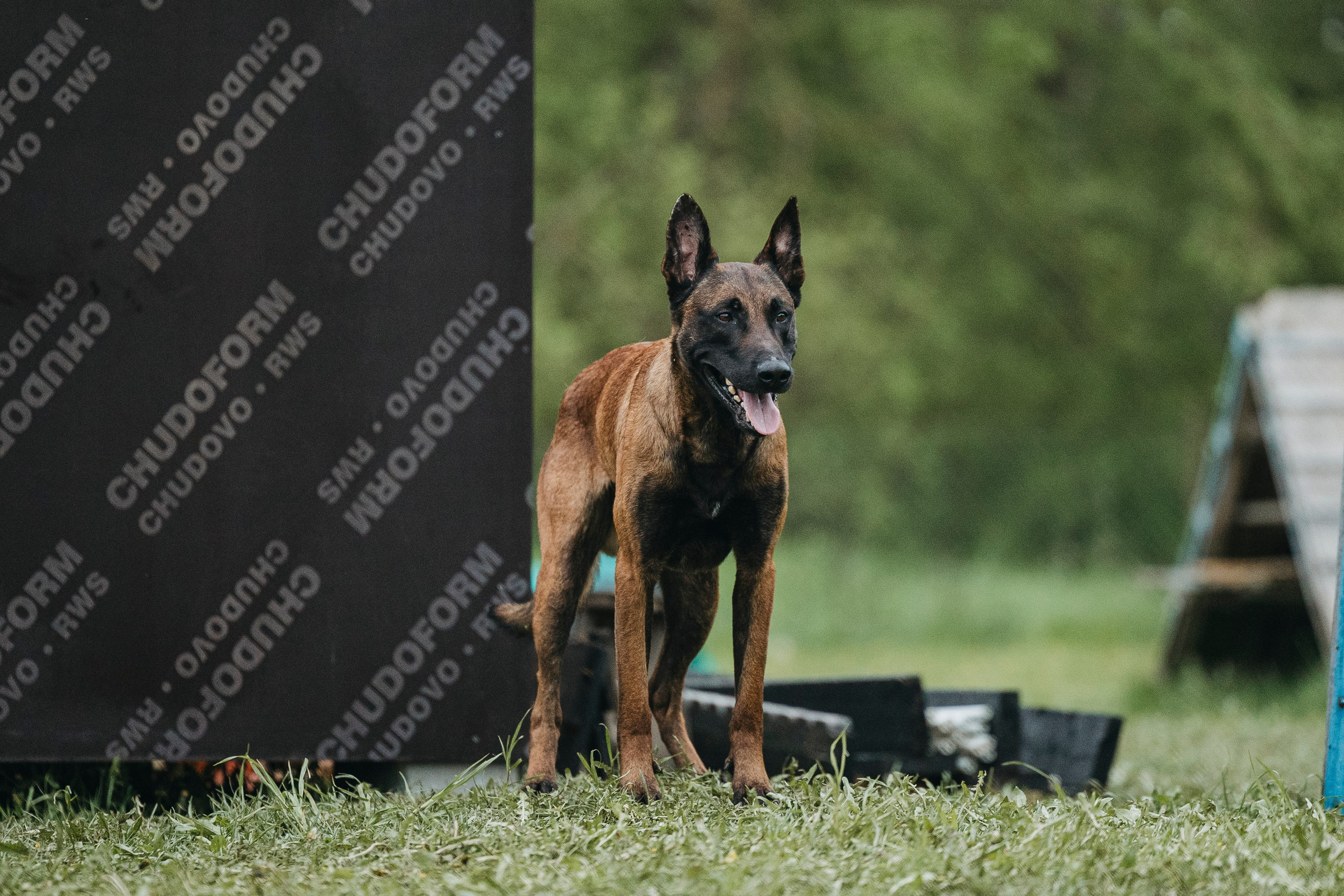 26.05.25 г. Пушкин квалификационные соревнования. Фотограф-анималист Анна Маринич