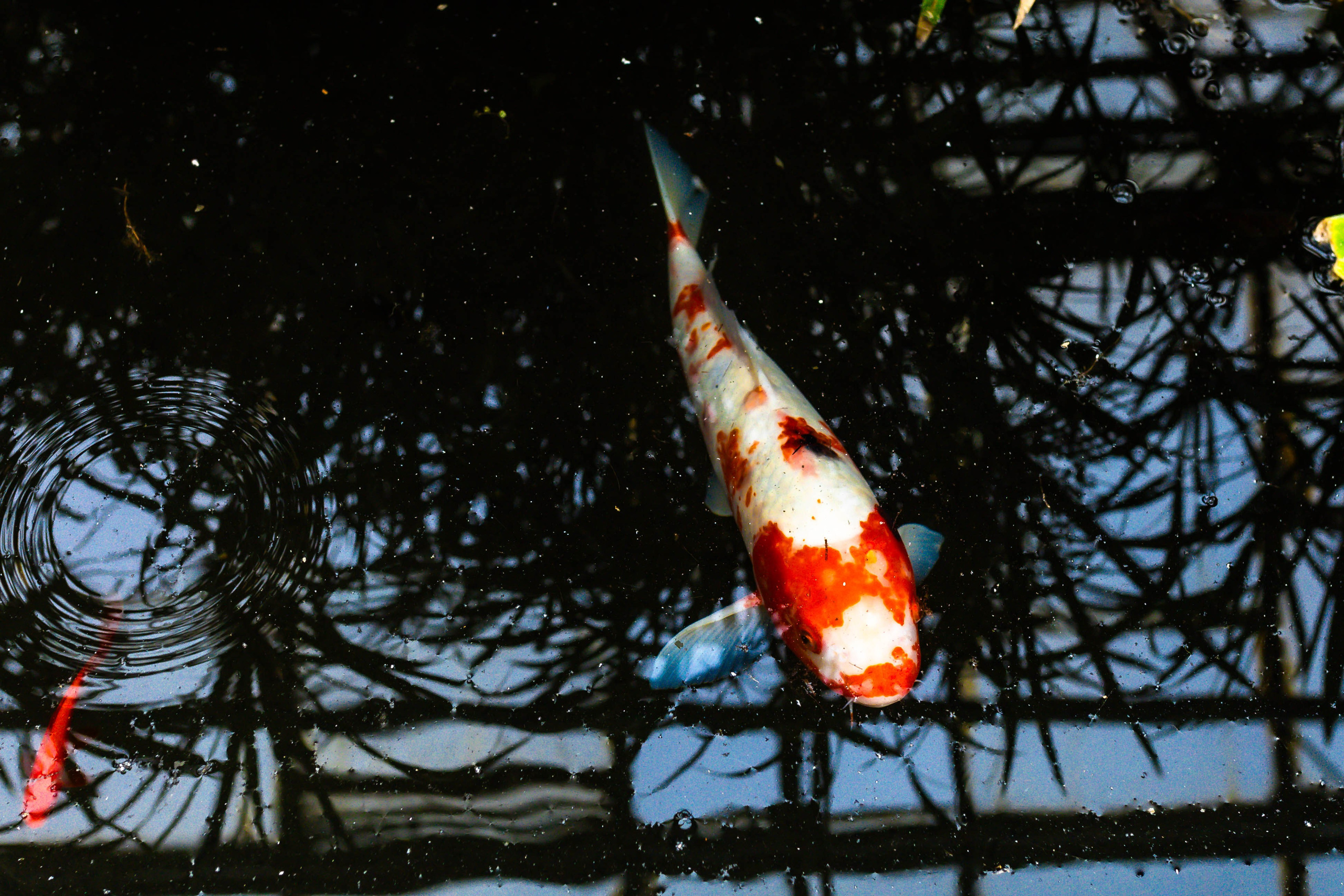 Фотографии природы Липецка. Свадебный и семейный фотограф Виолетта в Липецке