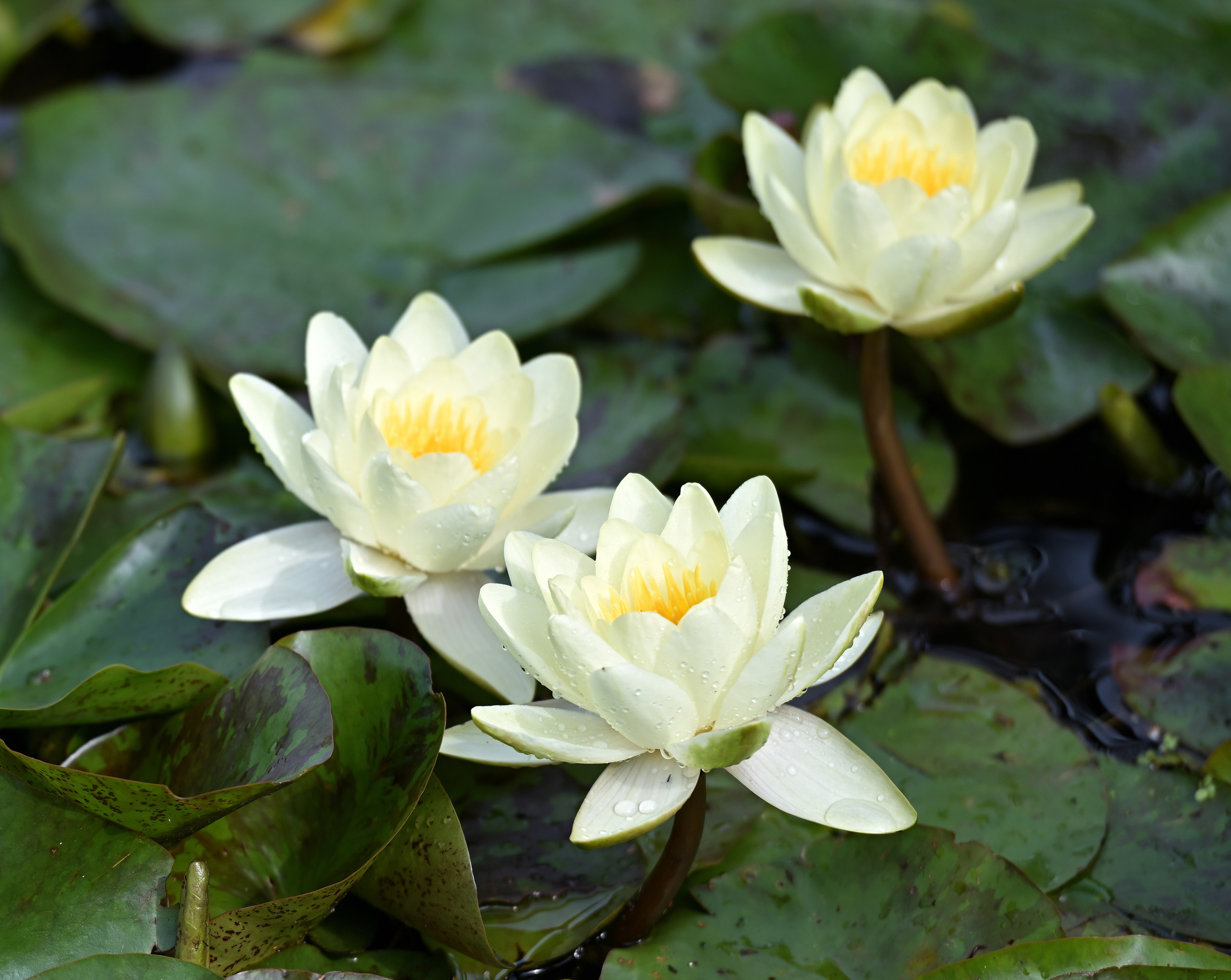 Сергей Люльченко фотоальбом