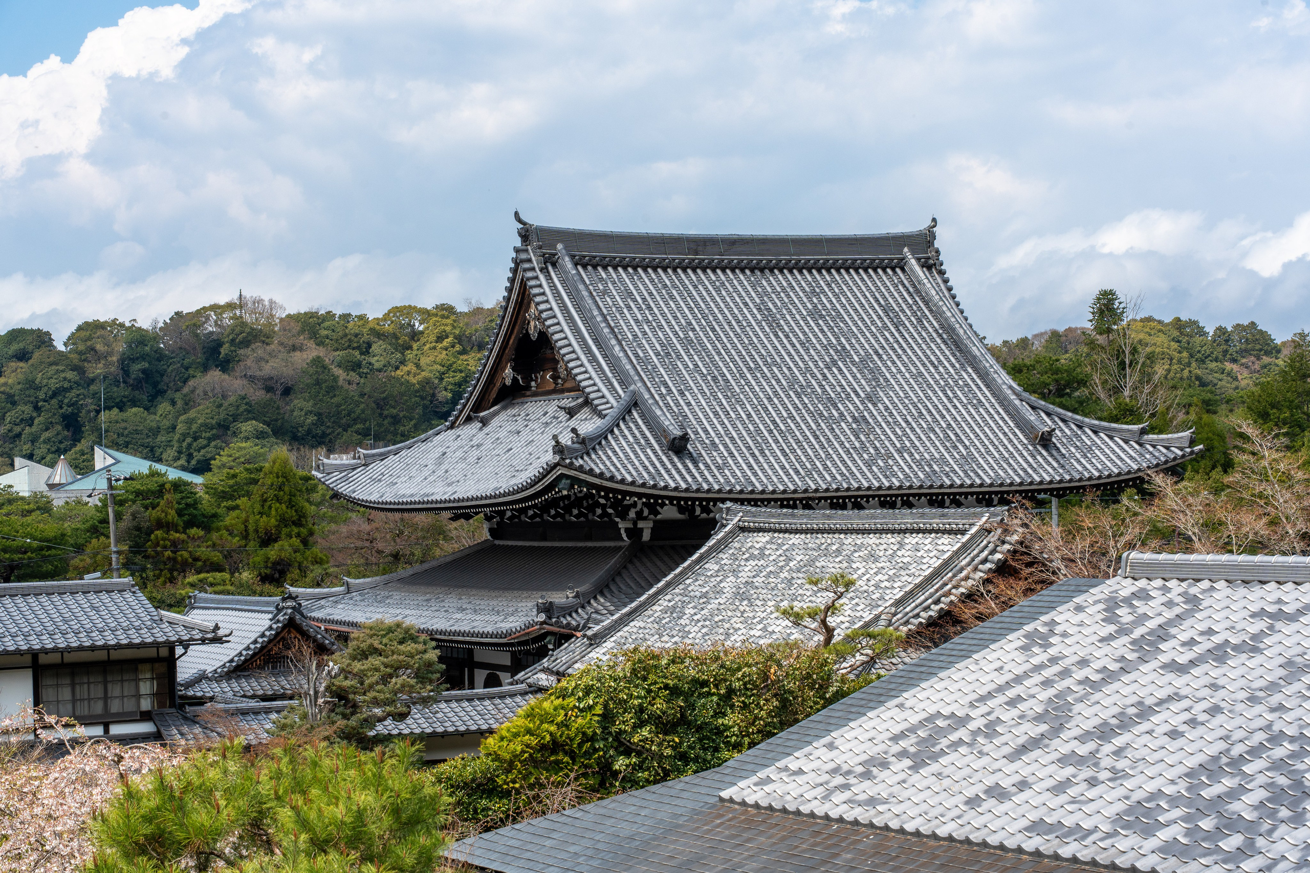 Япония, сакура. Творческие сьемки