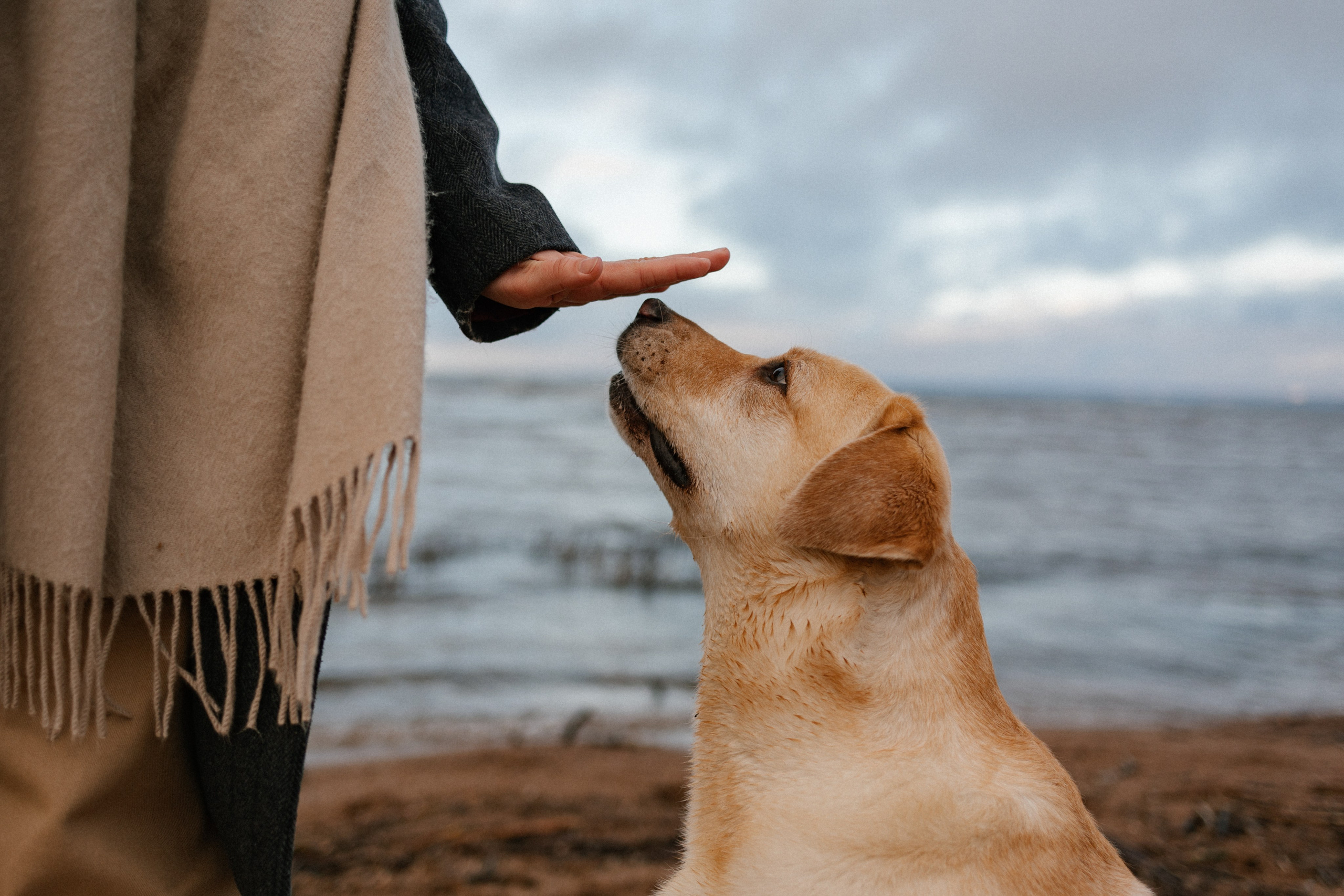 Ирина и Бася. Фотограф — Анималист | Санкт-Петербург