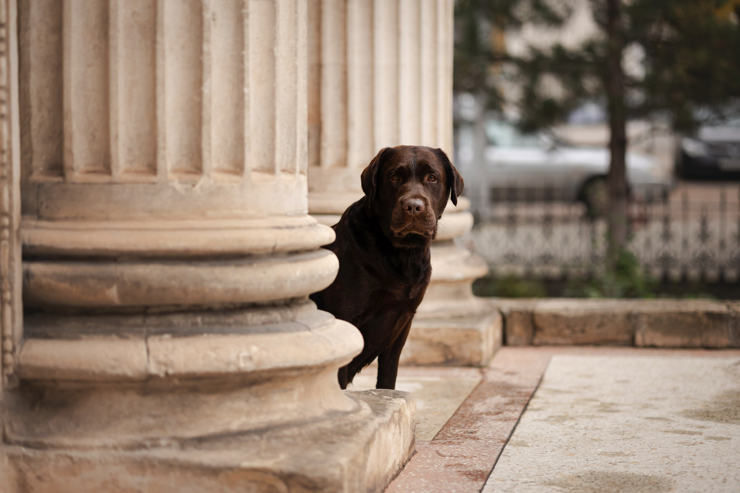 Фотосессия в центре Севастополя. Фотограф-анималист в Краснодаре Маша Мельникова