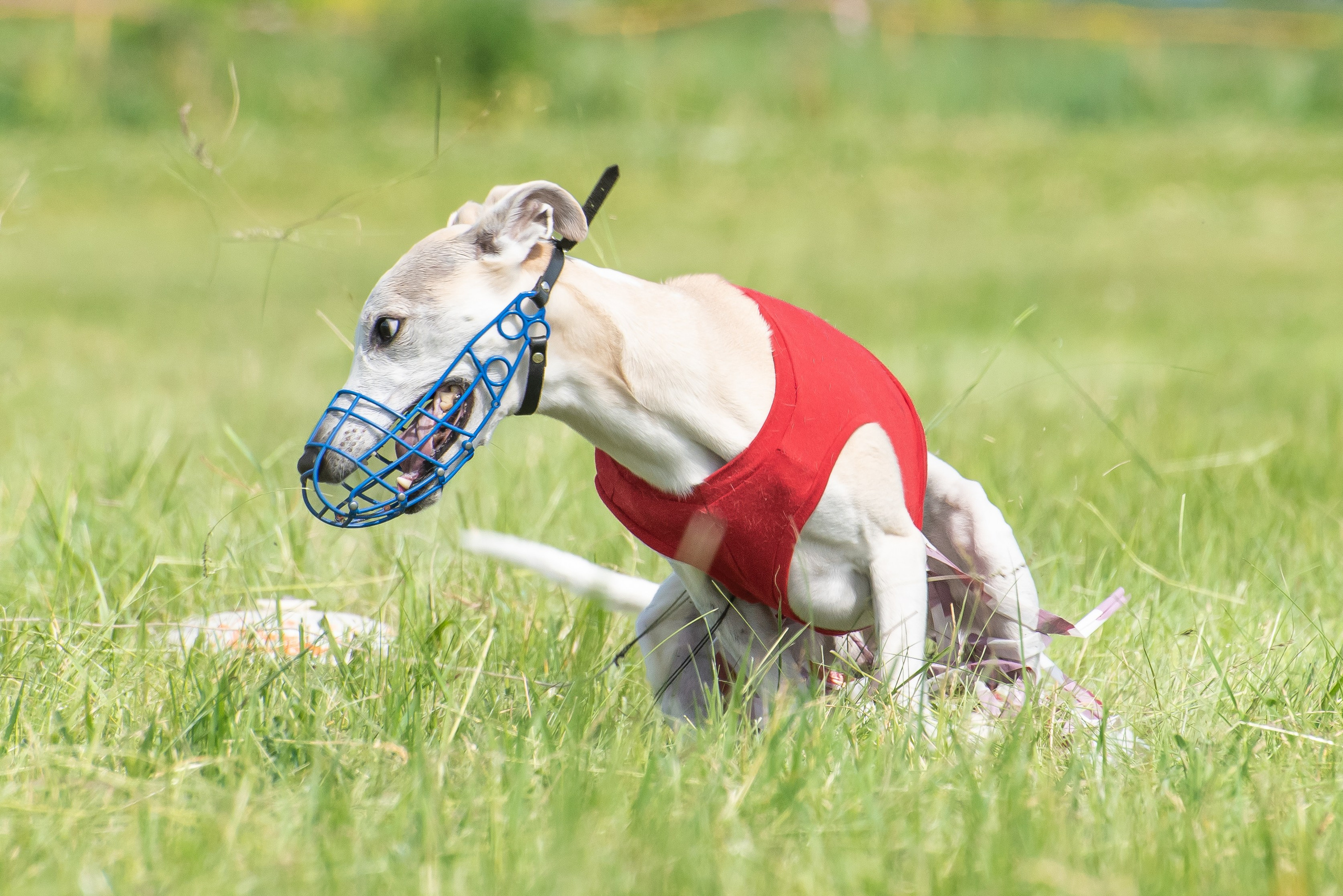 Спортивный фотограф анималист курсинг. Фотограф Макс Огурцов в Нижнем Новгороде