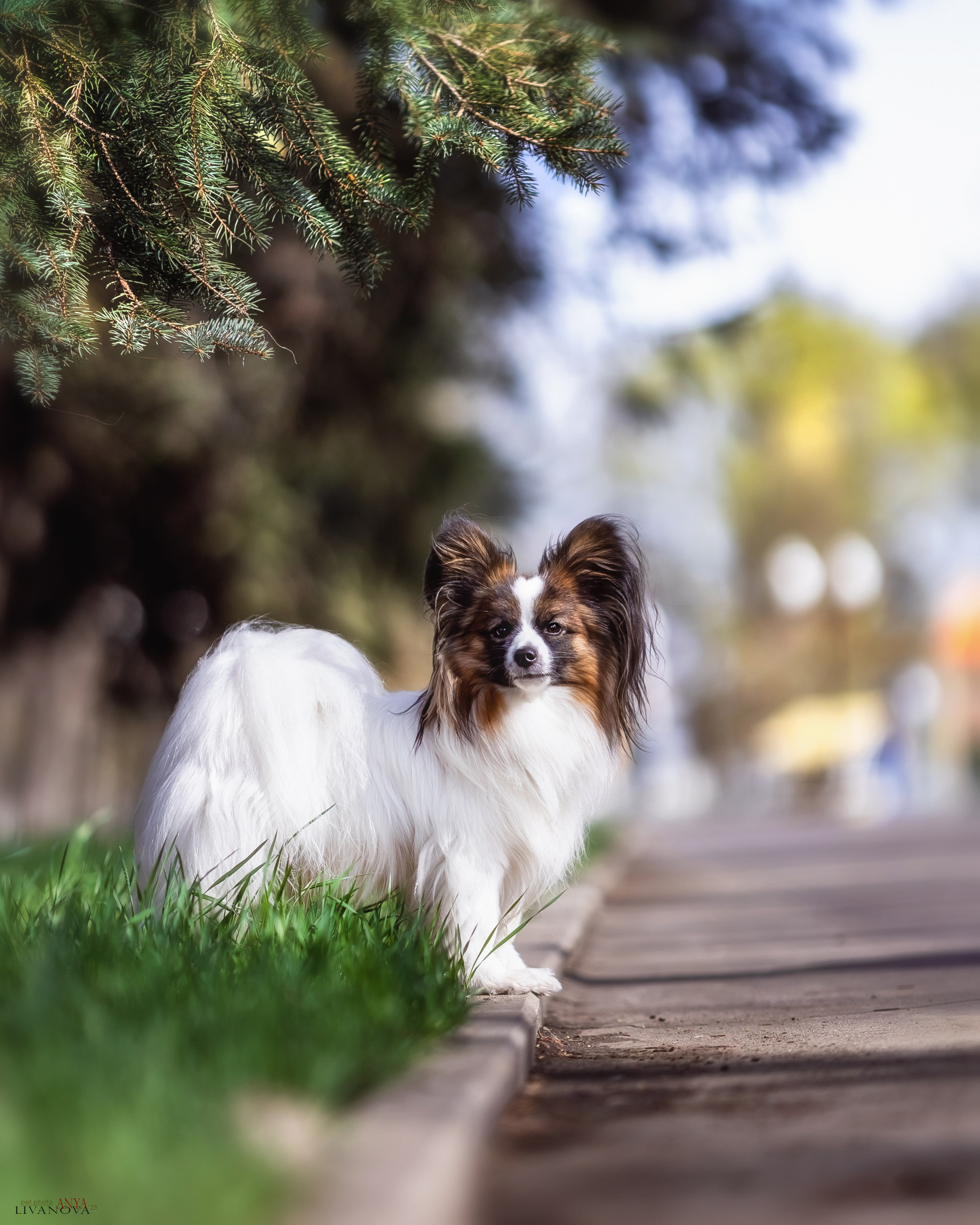 Хьюстон. Фотограф анималист Аня Ливанова | Рыбинск