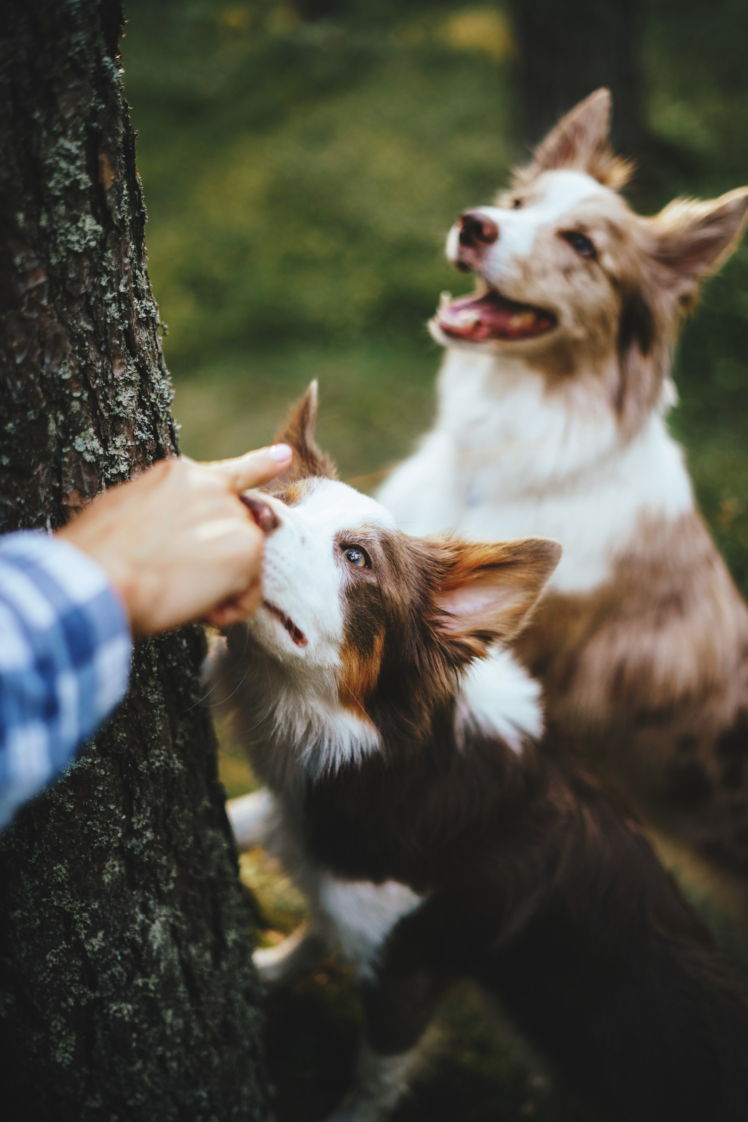 Рита, Маша и много собак. Фотограф анималист Осипчикова Мария
