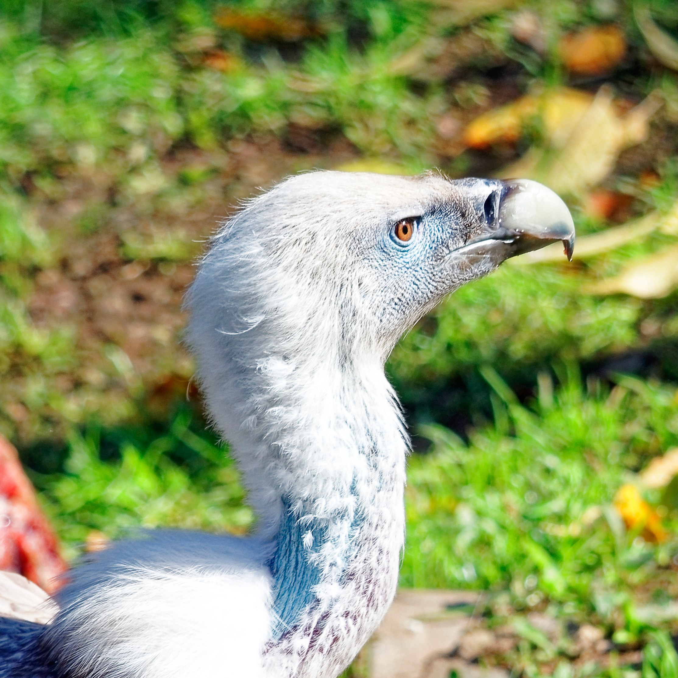 МОСКОВСКИЙ ЗООПАРК. Фотограф Владимир Роля