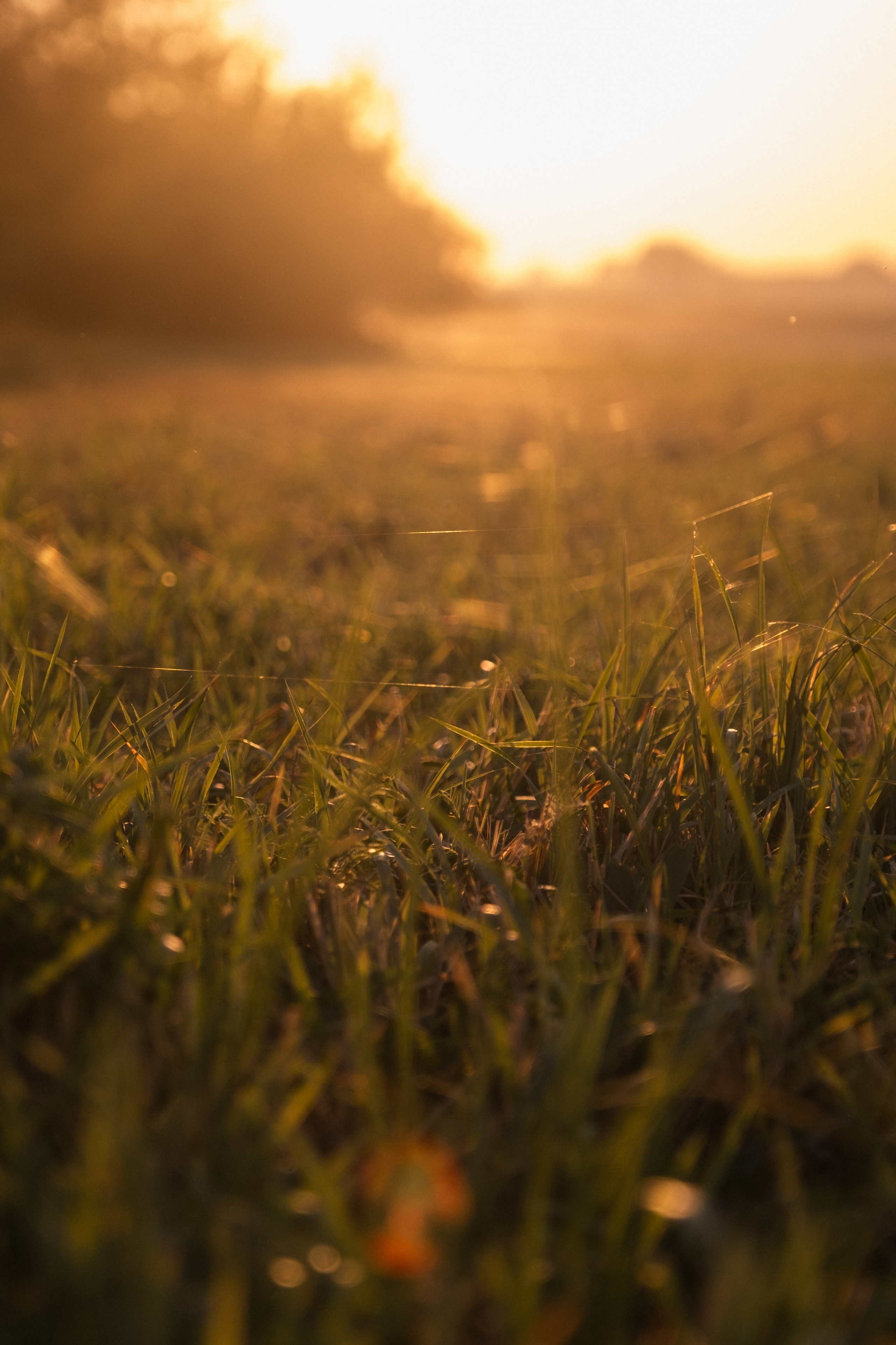 Алиса и Костя. Свадебный и семейный фотограф в Волгограде