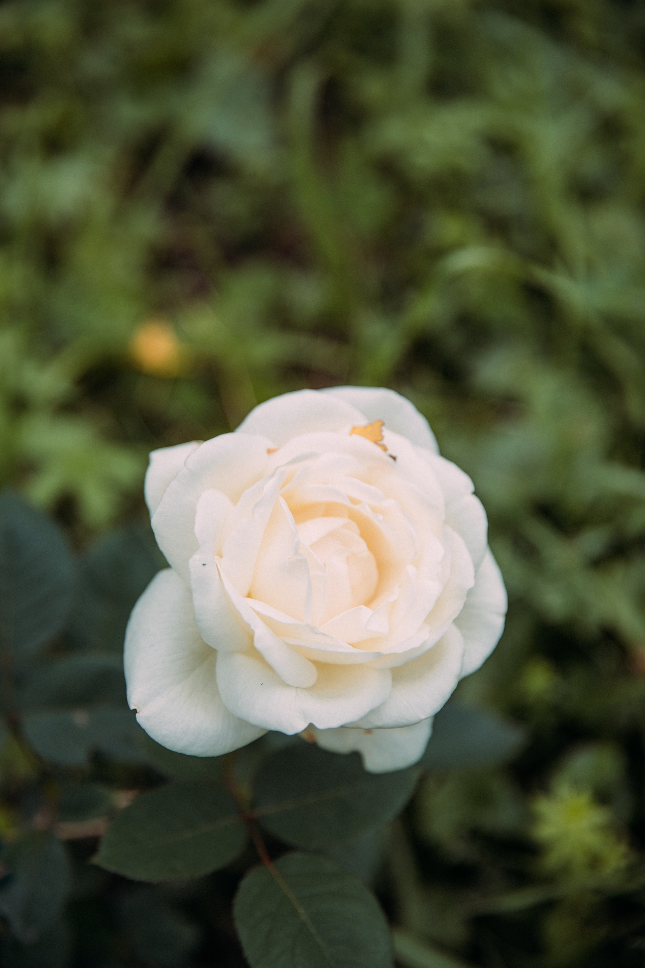 Елена и Вячеслав. Фотограф Анастасия Петрова