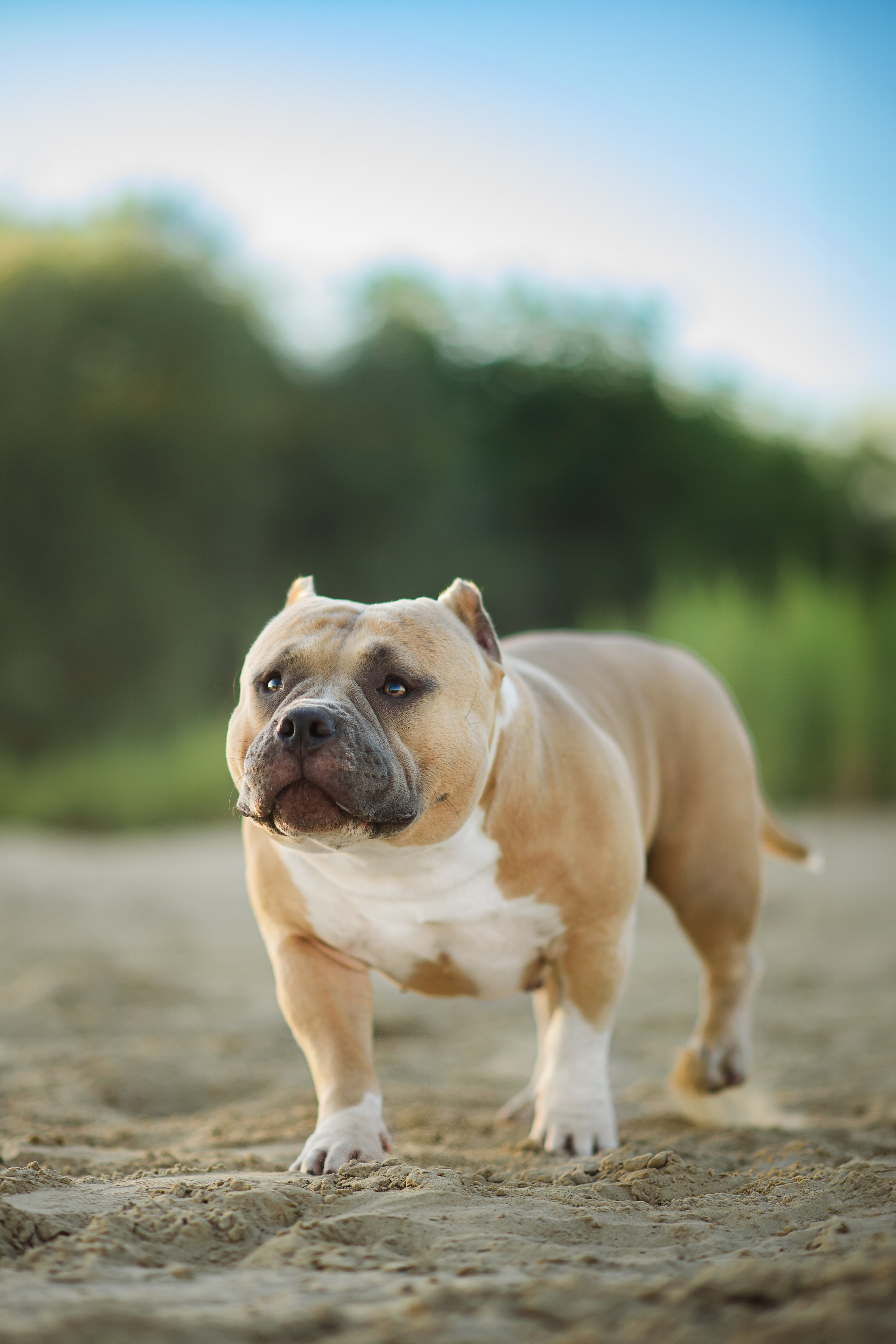 Тея — Амбулли — 23.07.2024. Фотограф — Анималист | Анна Абрамова