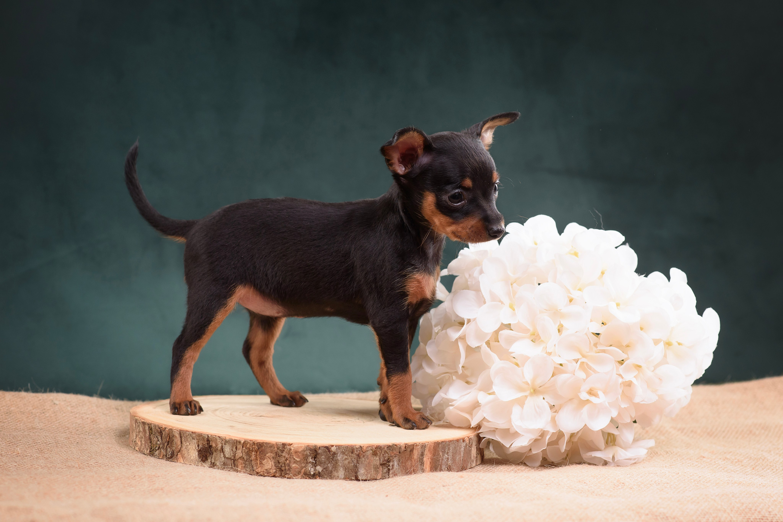 Щенки Пражского крысарика — 19.10.2025. Фотограф — Анималист | Анна Абрамова