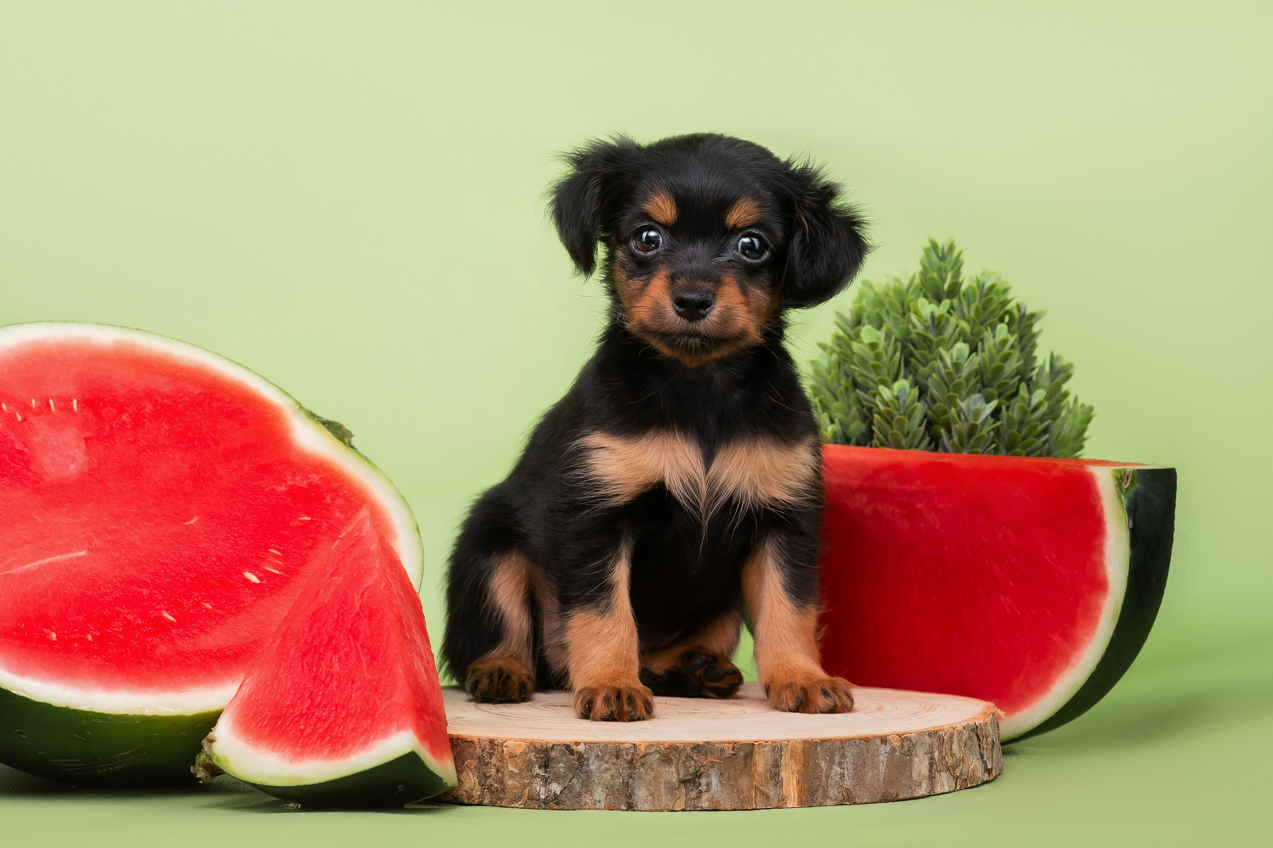 Малыши пражских крысариков — 30.07.2025. Фотограф — Анималист | Анна Абрамова