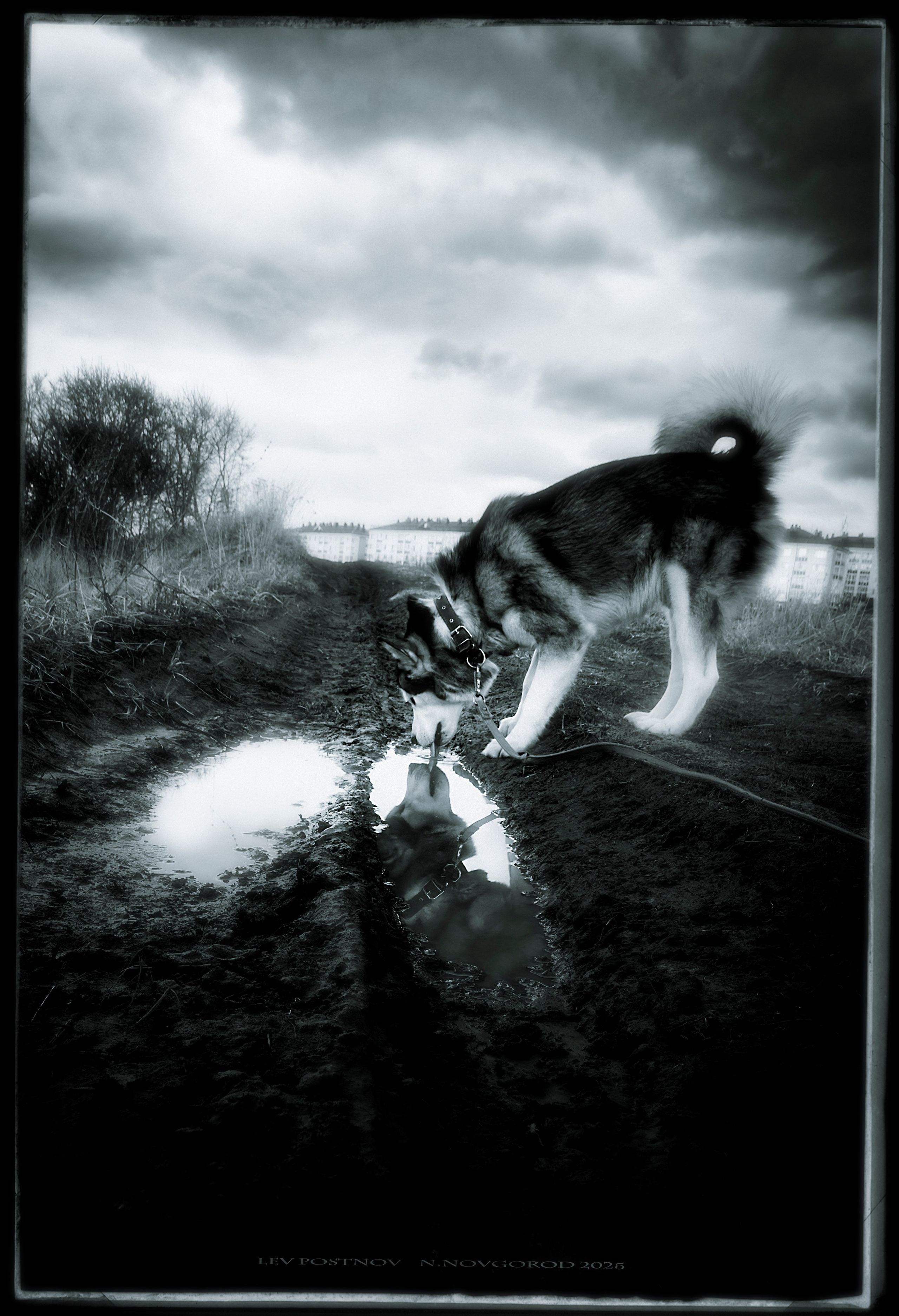 Мои маламуты.Ярик. Лев Постнов.Фотограф. Нижний Новгород