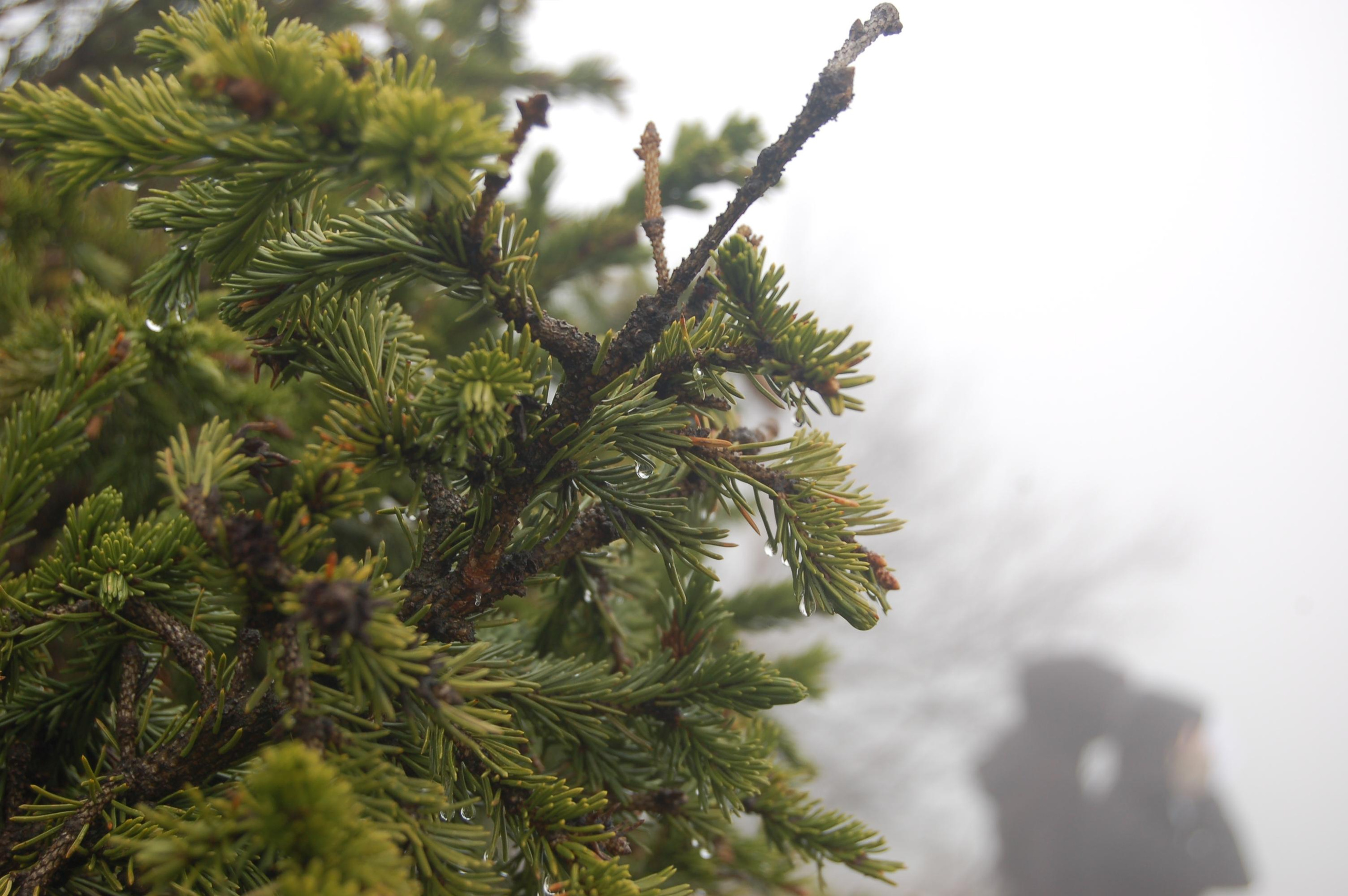 Гора Юрма. Фото и жизнь