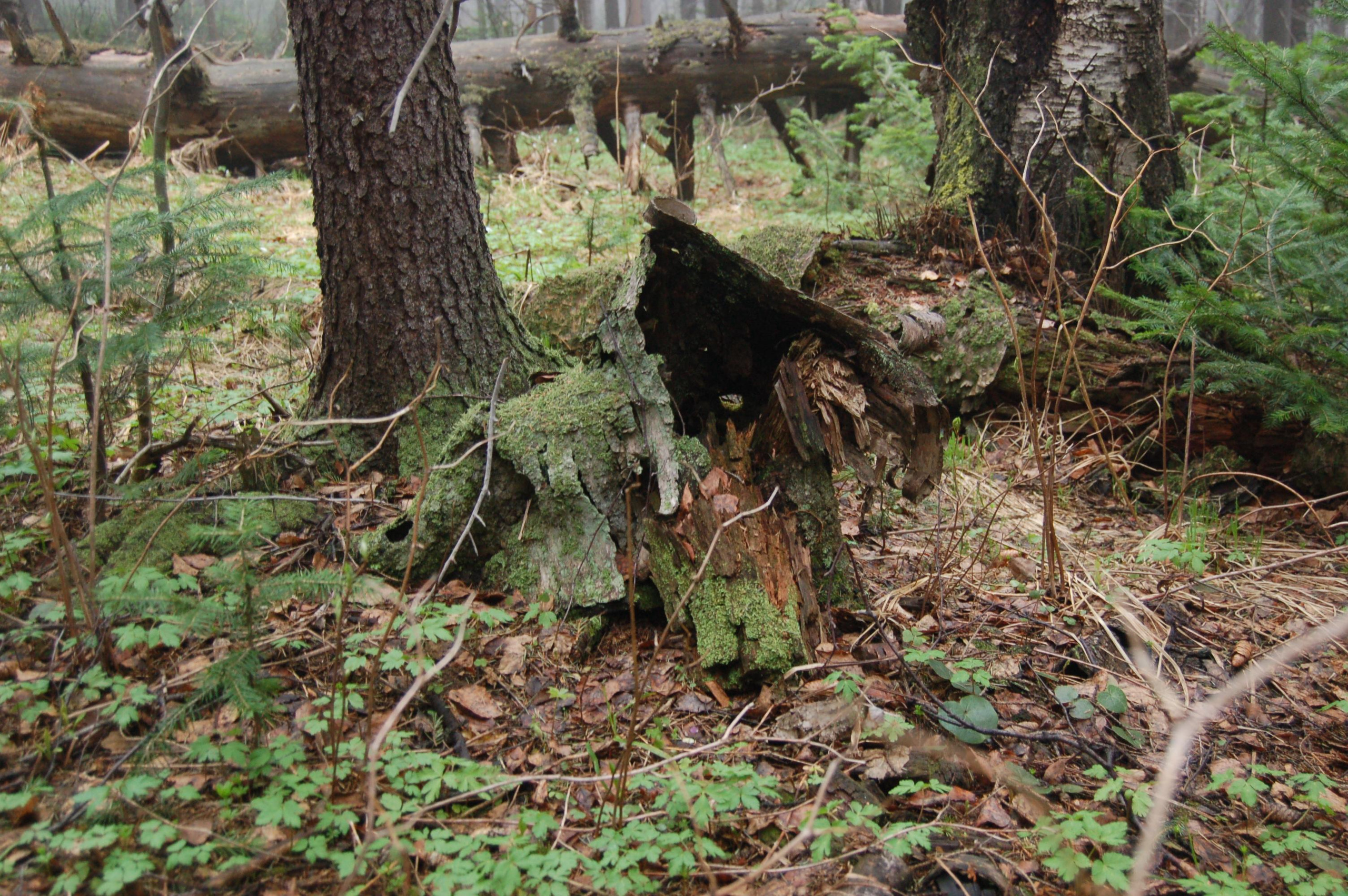 Гора Юрма. Фото и жизнь