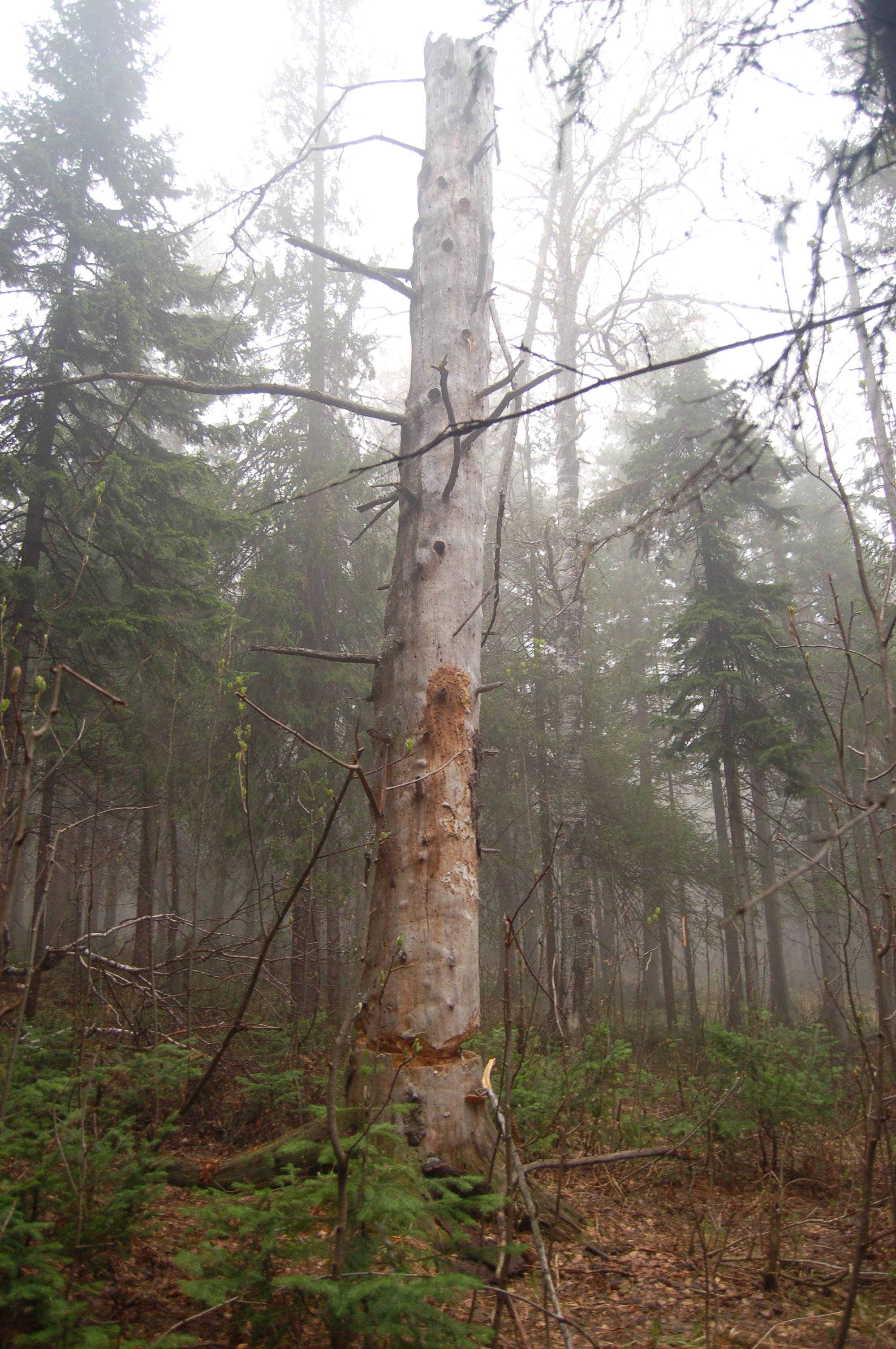 Гора Юрма. Фото и жизнь